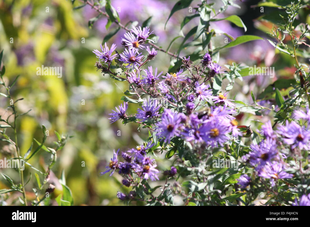 Neuengland-Aster wachsen neben einem alten Landstraße. Neuengland-Aster, einer hübschen Wildblumen betrachtet einen aggressives Unkraut b Stockfoto