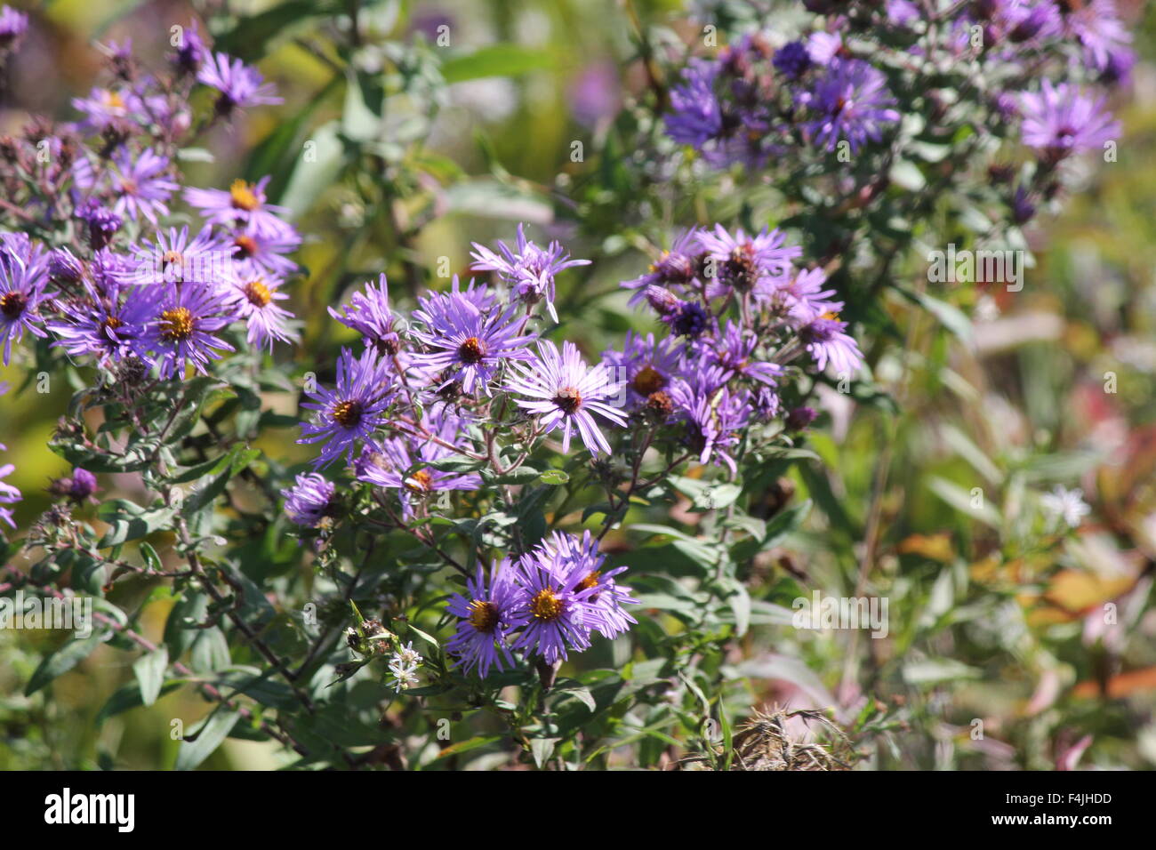 Neuengland-Aster wachsen neben einem alten Landstraße. Neuengland-Aster, einer hübschen Wildblumen betrachtet einen aggressives Unkraut b Stockfoto