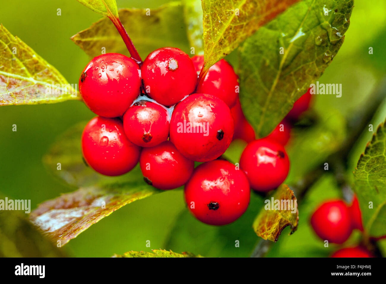 Winterberry Stechpalme Ilex verticillata 'Red Sprite'Beeren aus der Nähe Stockfoto
