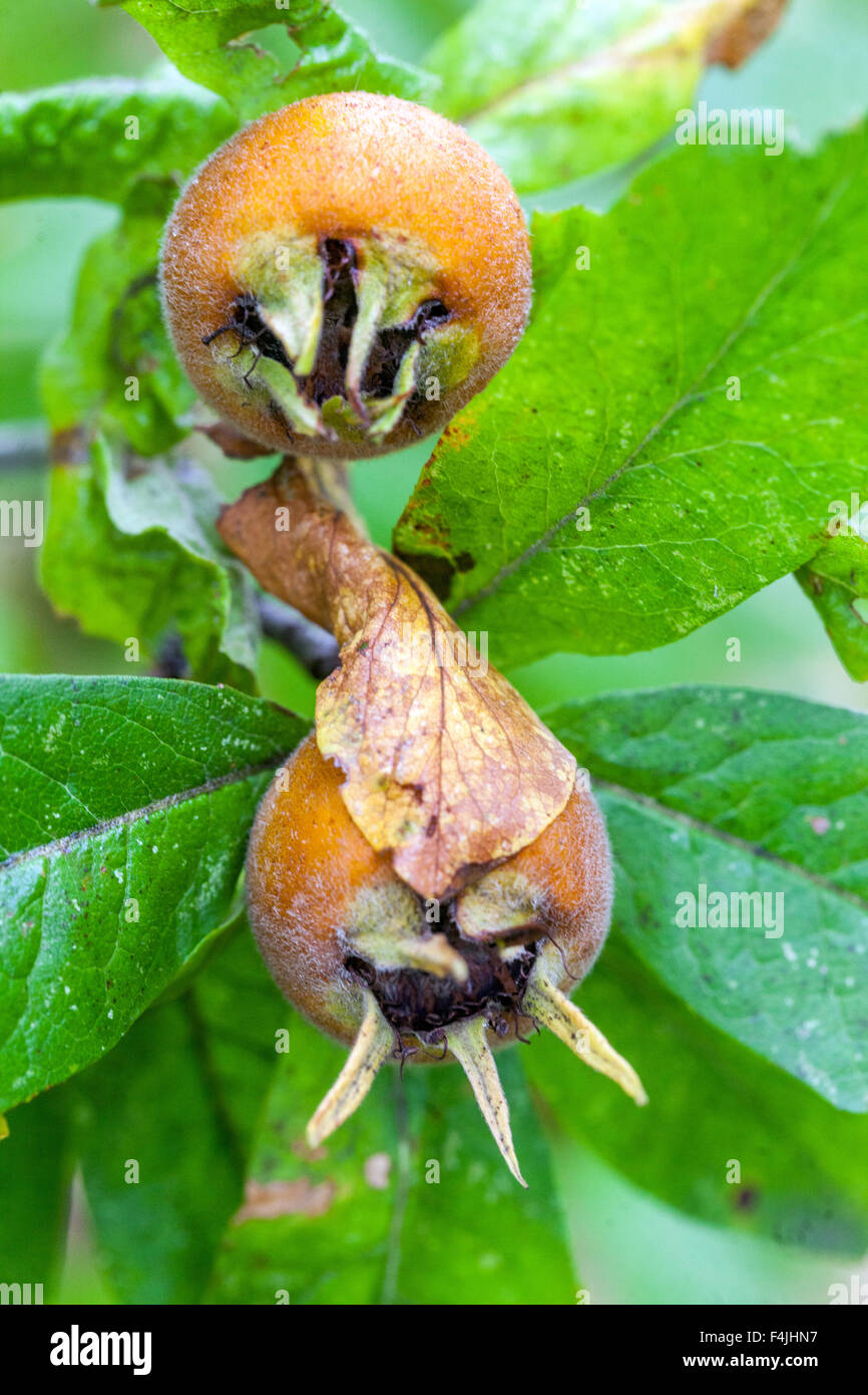 Mespilus germanica, bekannt als die Mispel oder gewöhnliche Mispel Baumfrüchte auf Zweig Stockfoto