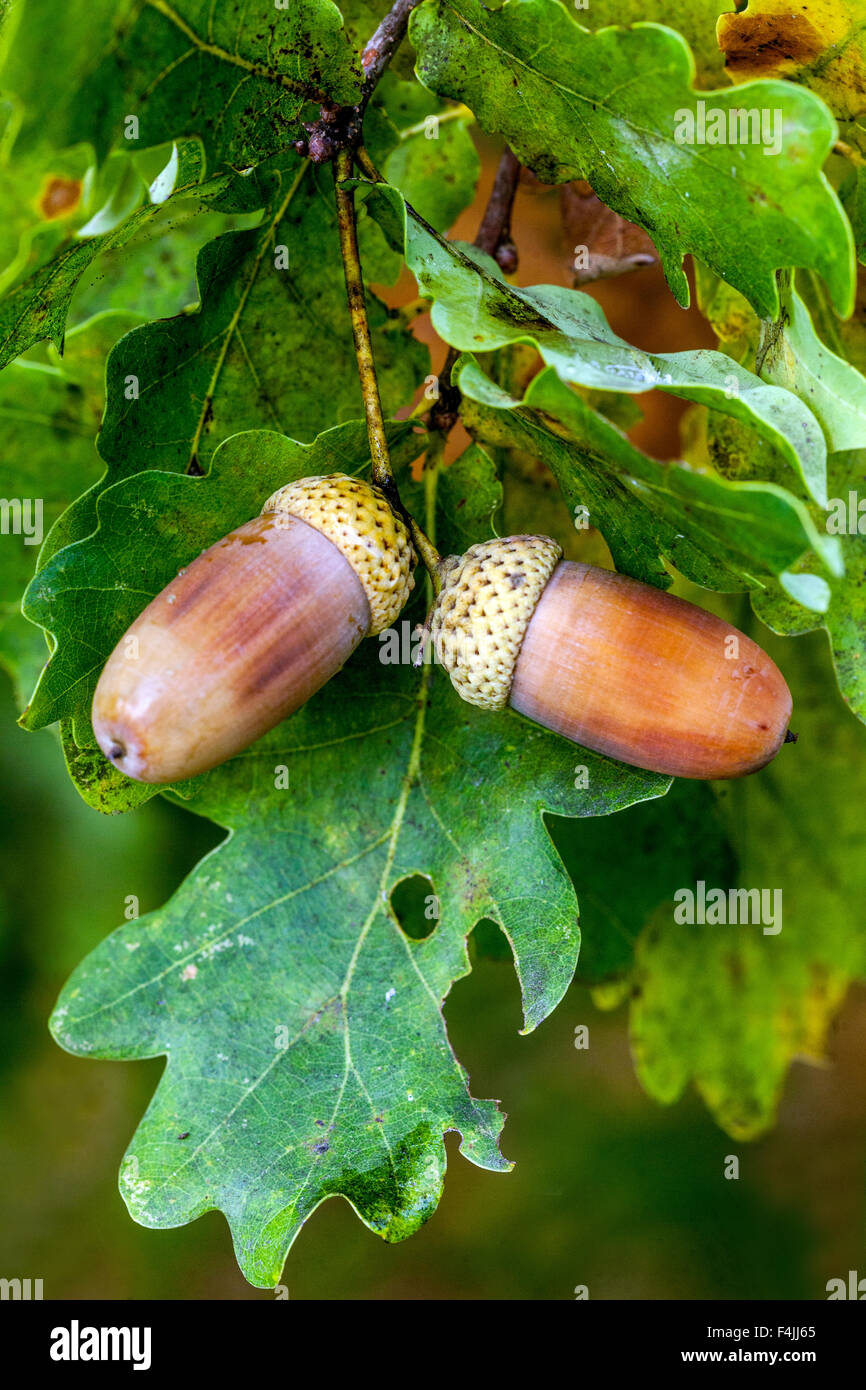 Eicheln aus englischer Eiche, Quercus robur Eichel Blätter Eichel Blatt Stockfoto