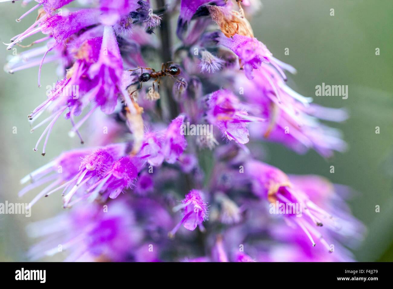 Minzbusch, Elsholtzia stauntonii, Nahaufnahme Blume mit Ameise Stockfoto