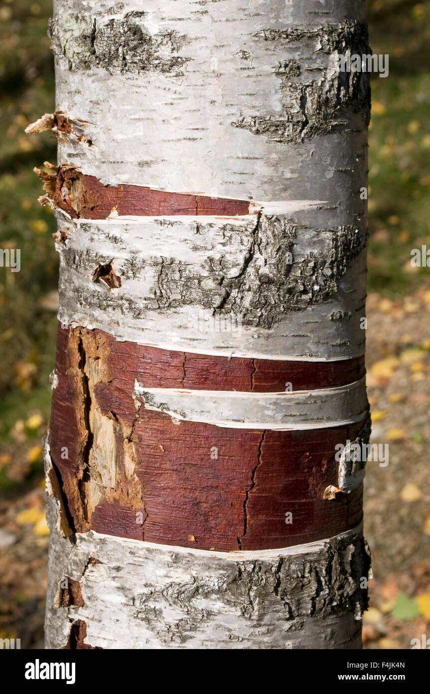 Birke Stamm mit geschälte Rinde Stockfoto