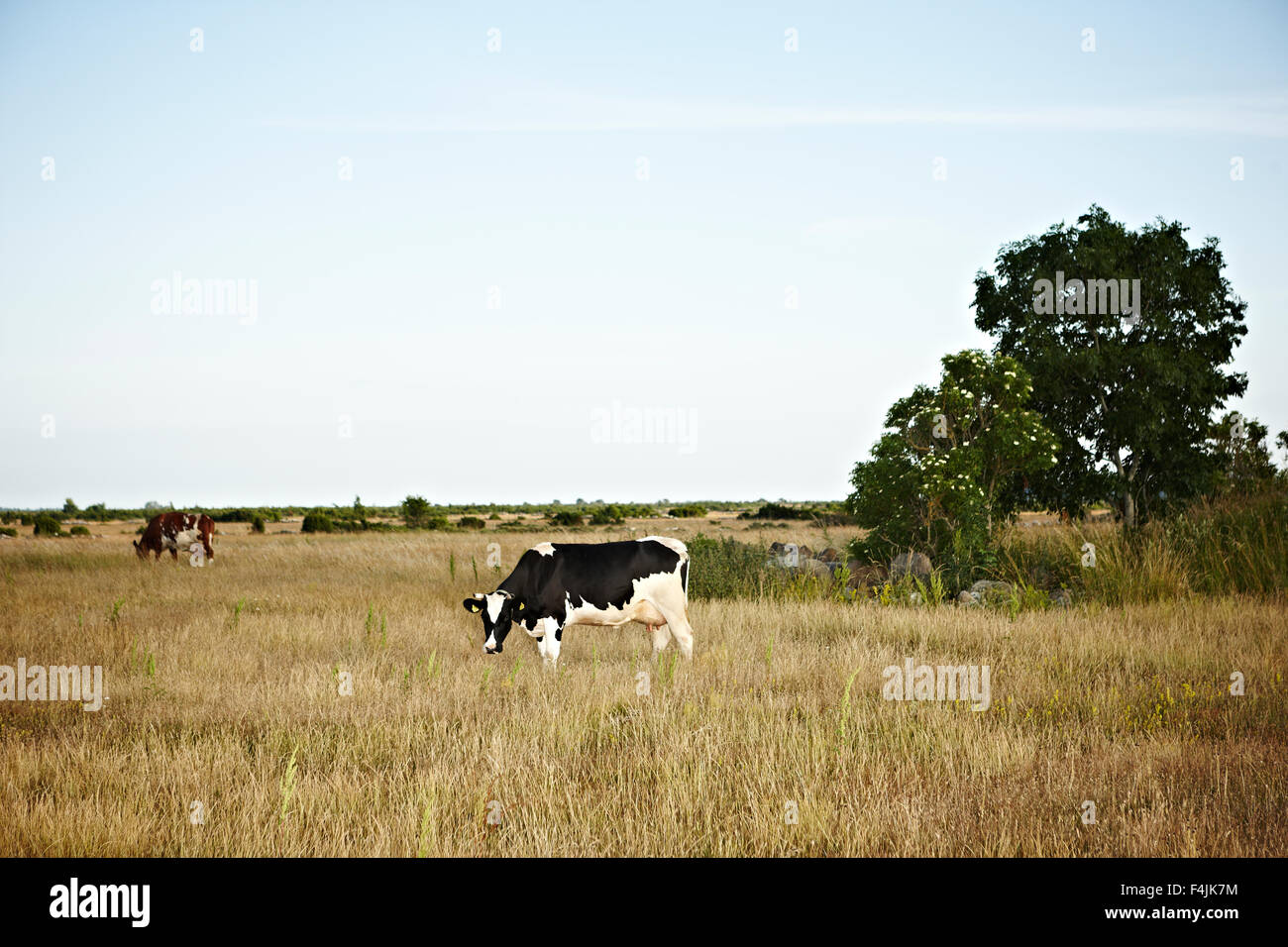 Kuh im Feld Stockfoto