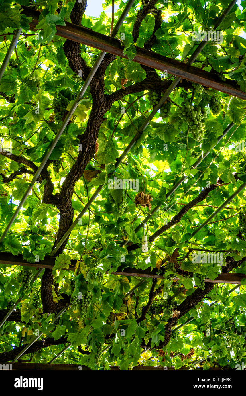 Baumkronen von Weinreben im Garten-restaurant Stockfoto