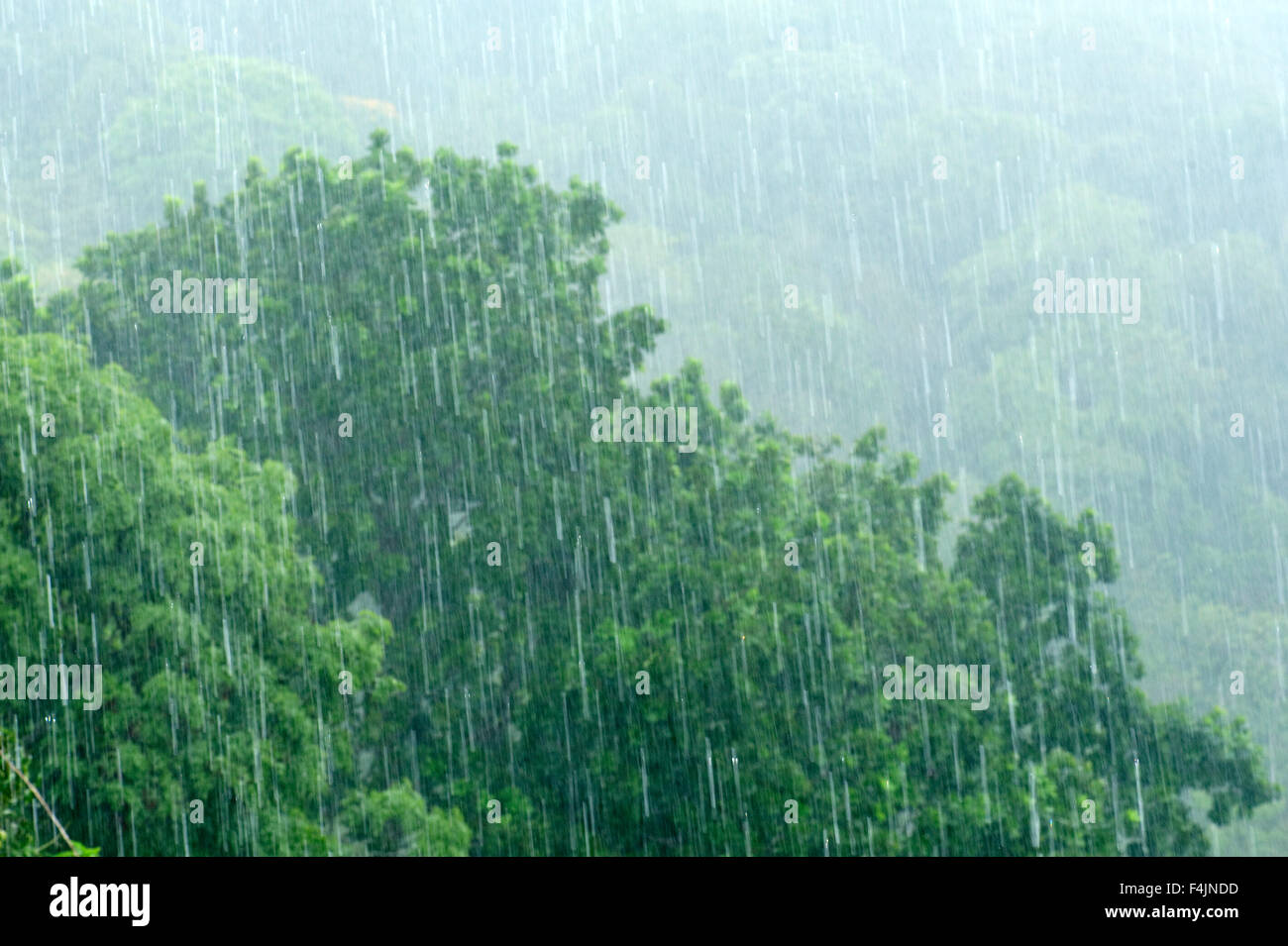 Schwere Regenfälle Dschungel Panama Stockfoto