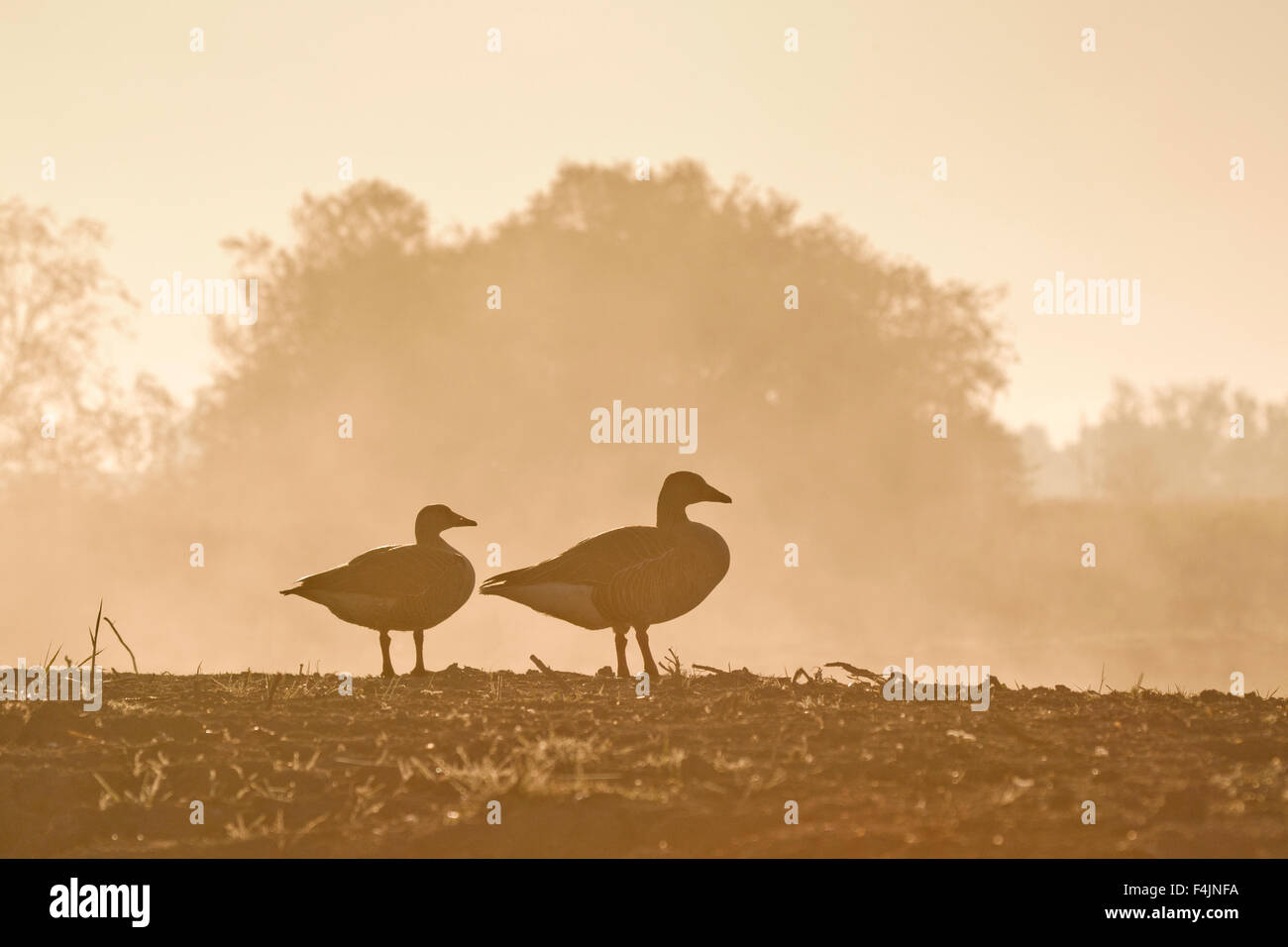 Graugänse bei Sonnenaufgang im Morgengrauen Nebel in der Nähe von Horsey bloße Norfolk - Anser Anser Stockfoto