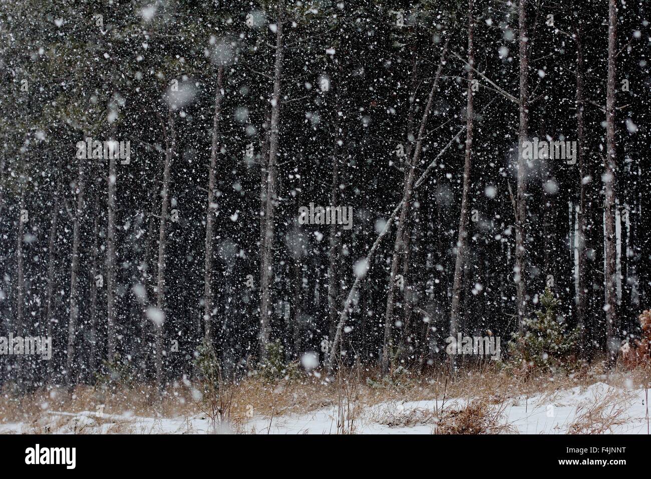 Schneefall im kalten Wald Stockfoto