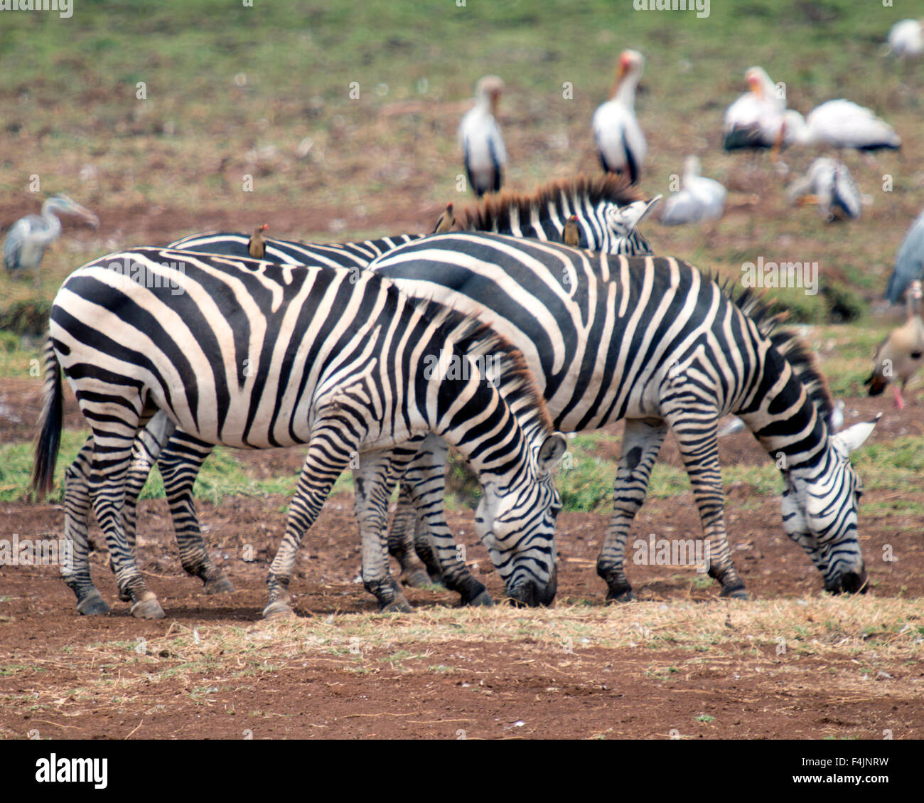 Zebra (Equus Quagga) im Manyara National Park, Tansania Stockfoto