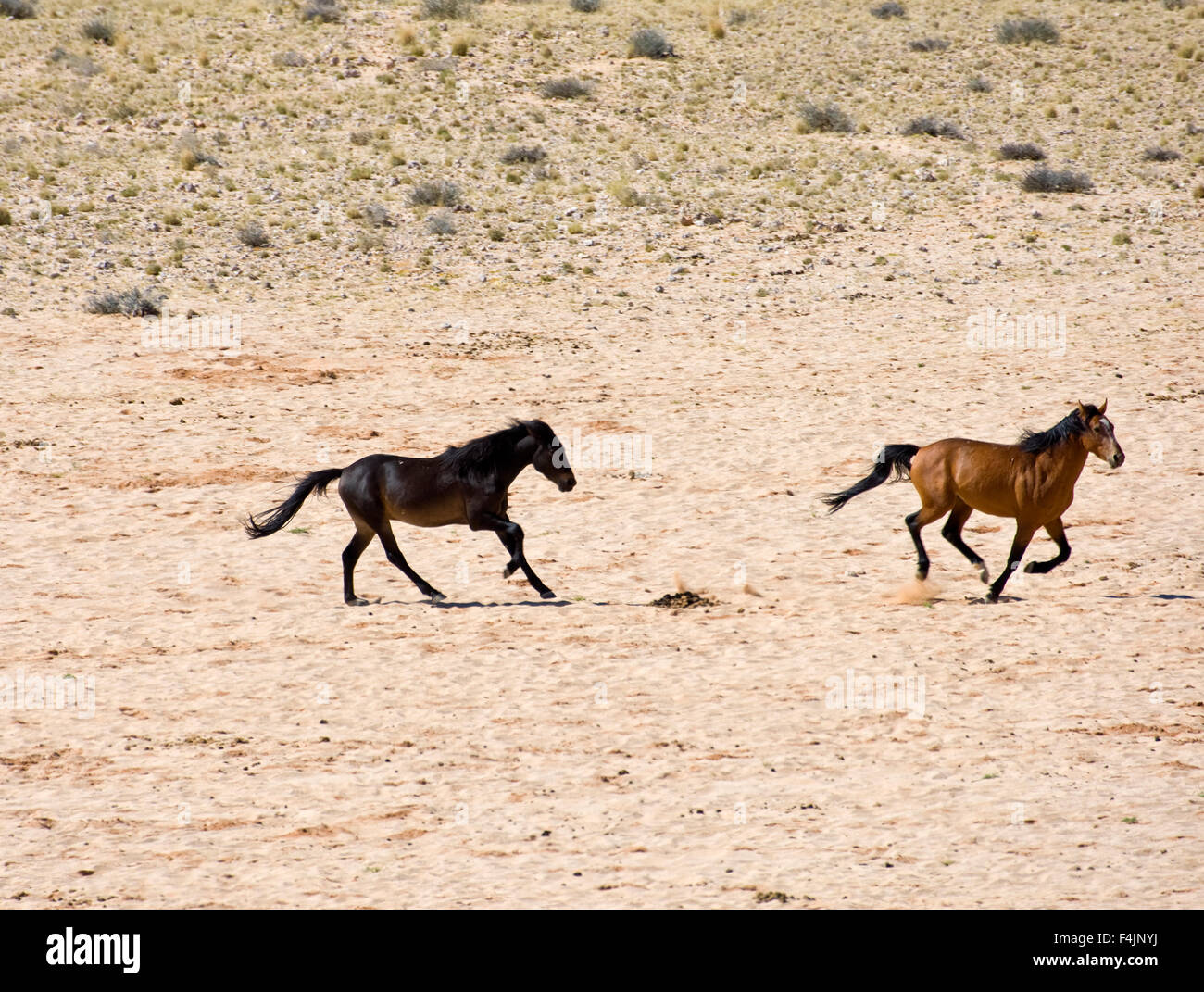 Zwei Pferde auf Wüste Stockfoto