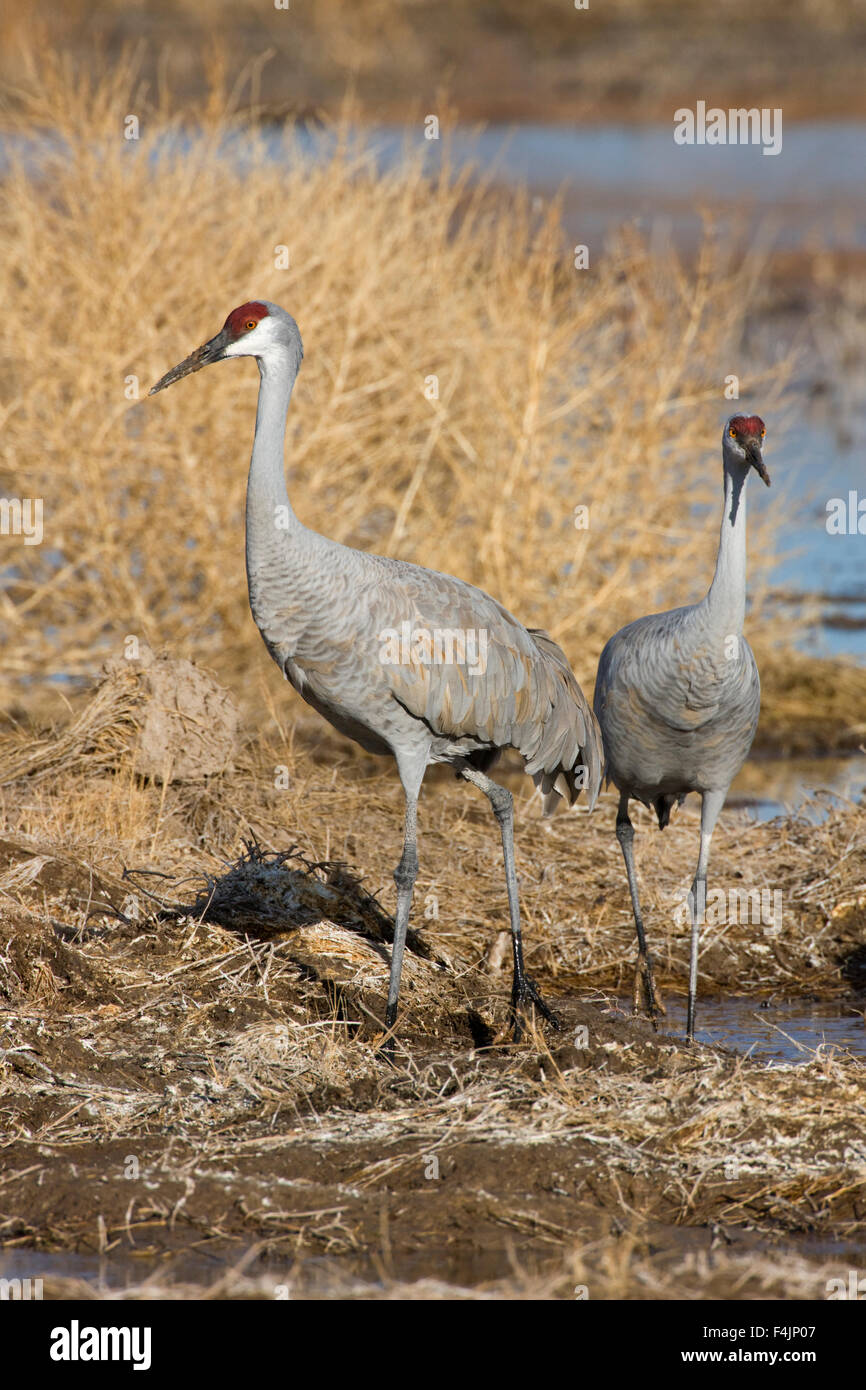 Kraniche (Grus Canadensis) Stockfoto
