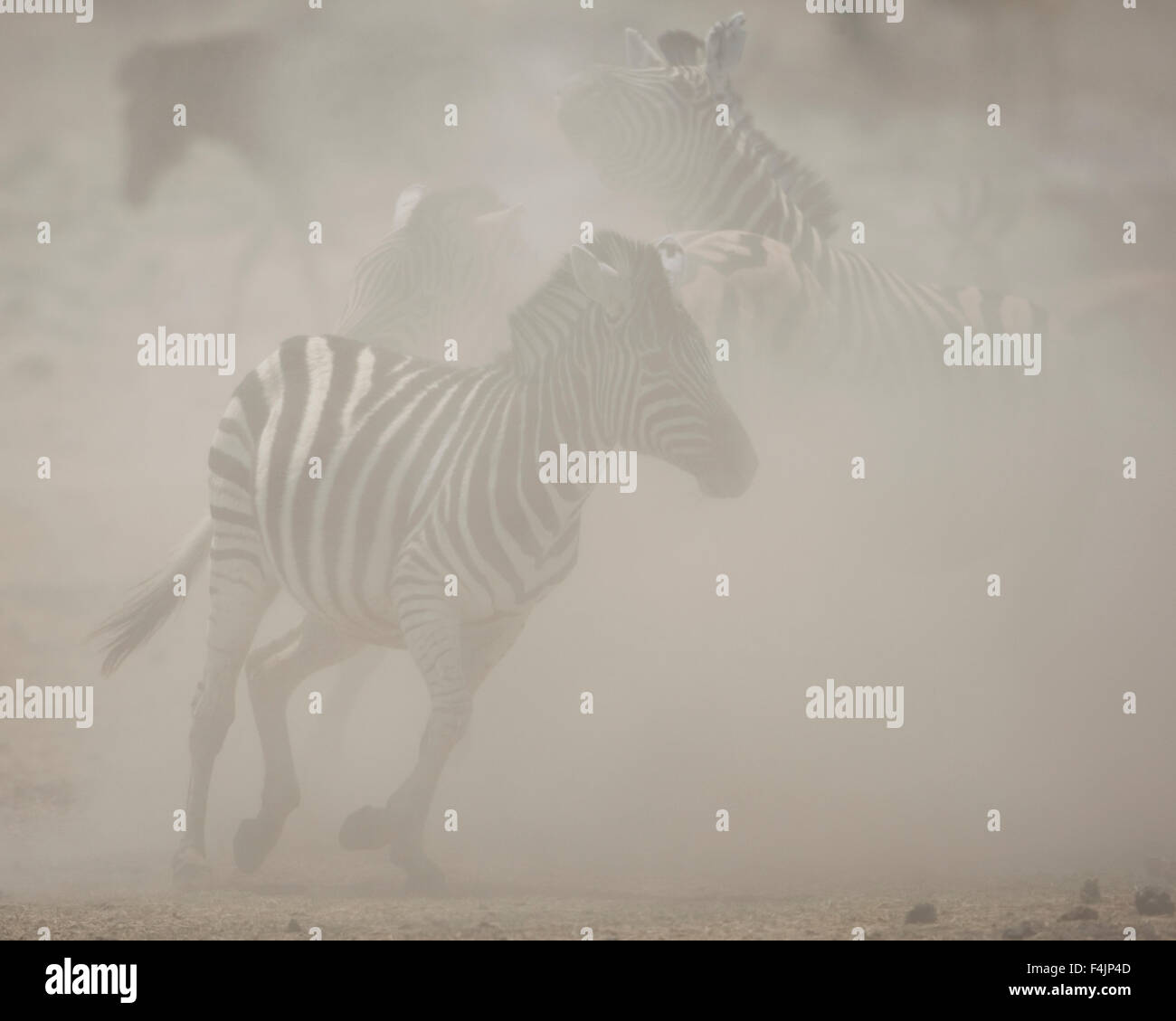 Junge Zebra in Staub Stockfoto