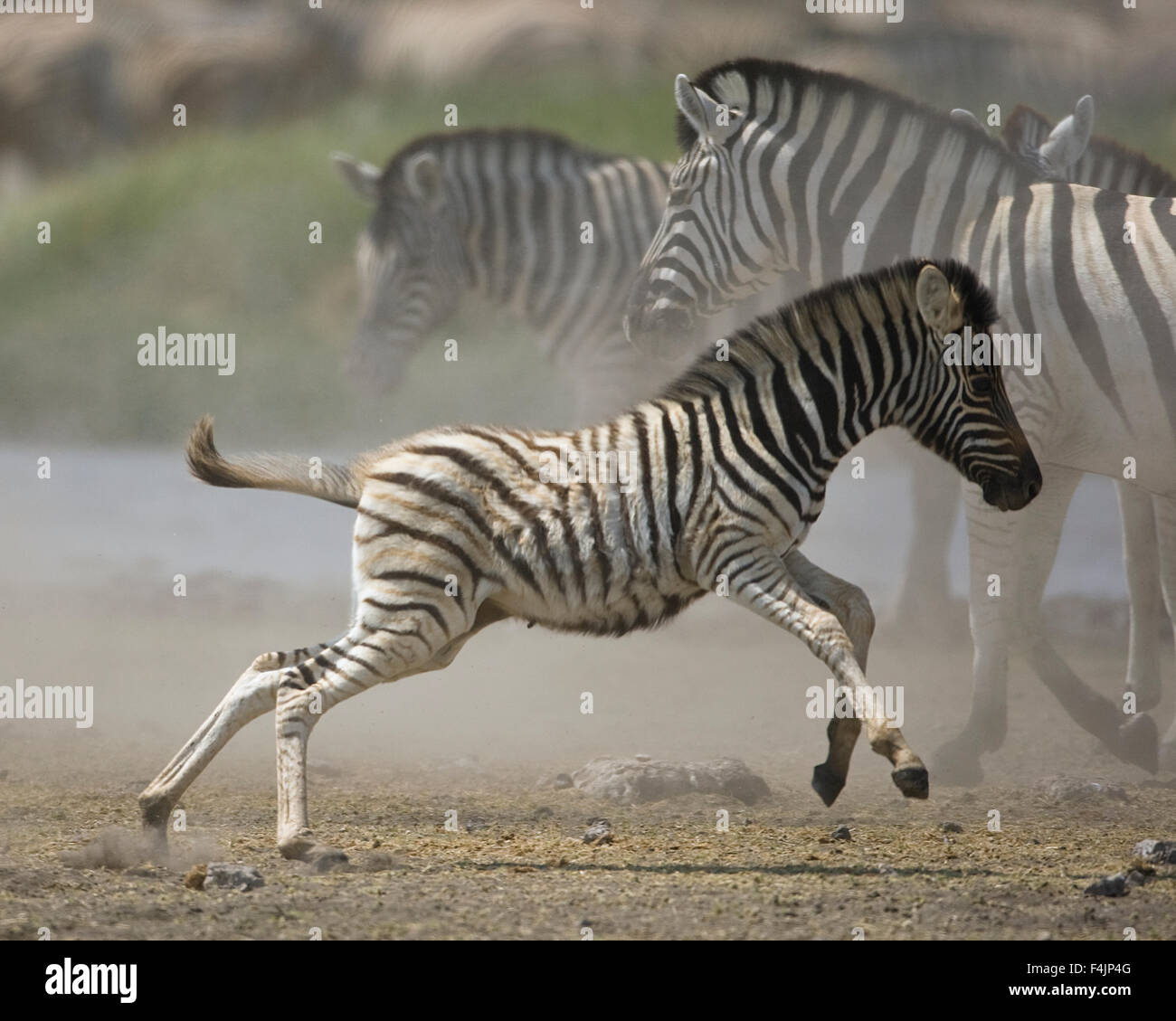 Junge zebra Stockfoto