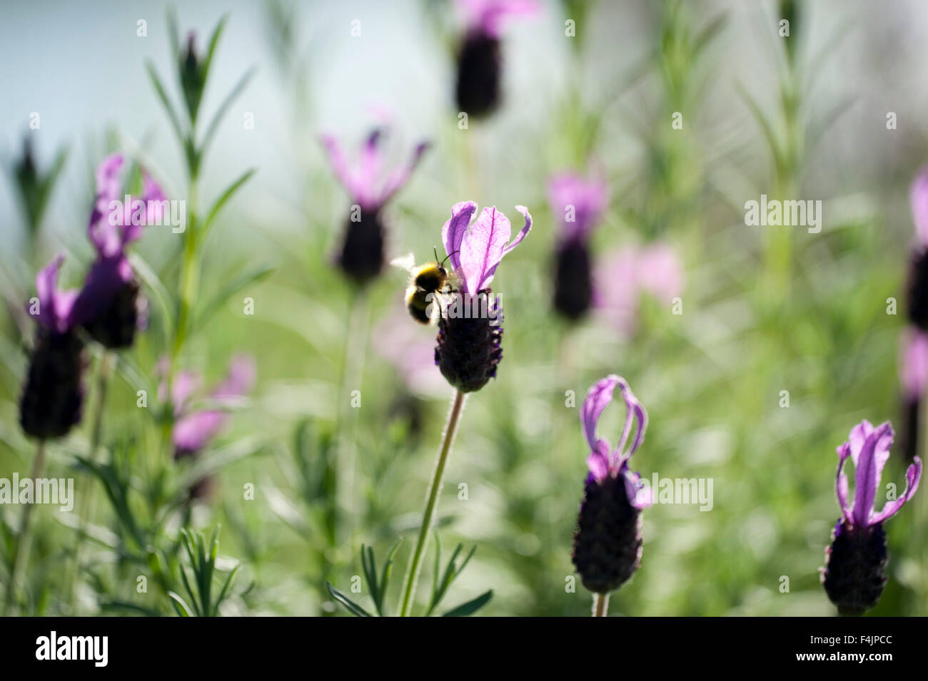 Französischer Lavendel Lavandula Stoechas Kent UK, Stockfoto