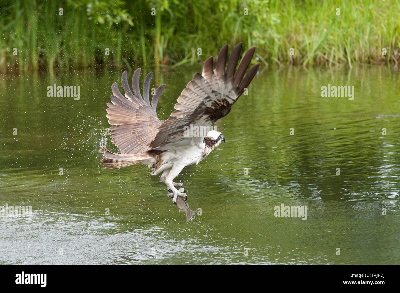 Fischadler fangen Fische See Pandion Haliaetus Finnland Stockfoto