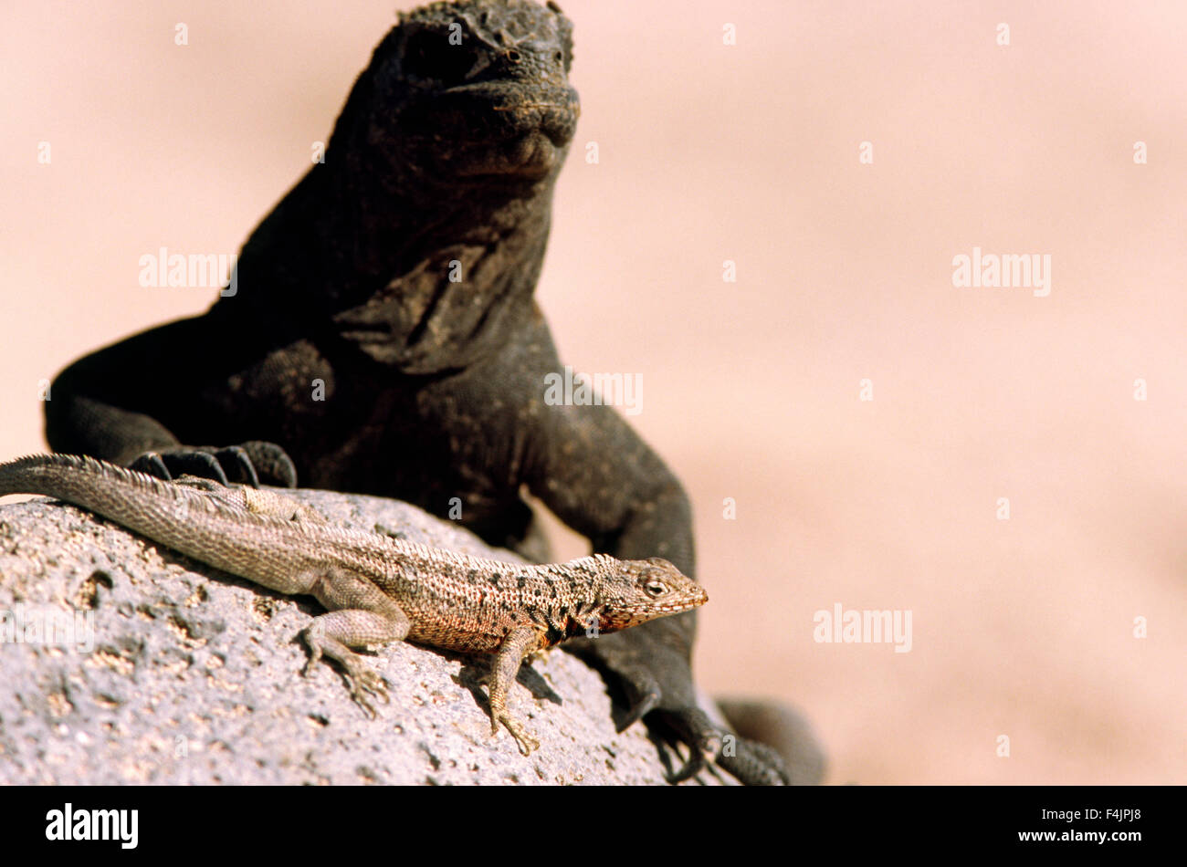 Zwei Leguane auf Felsen Stockfoto