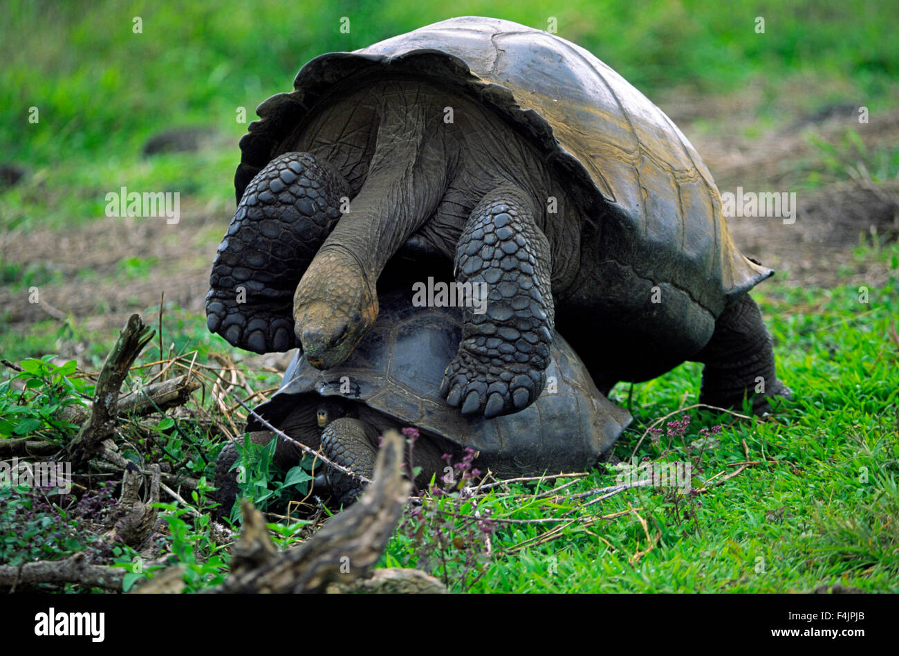 Zwei Galapagos-Riesenschildkröten Stockfoto