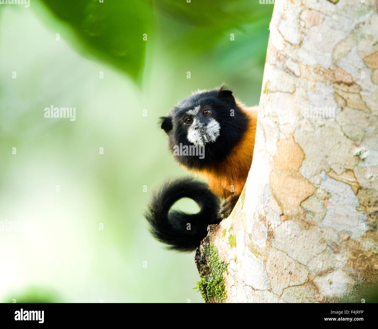 vor Amerika schwarz braune Farbe Bild neugierig Tag Ecuador Gesicht Laub Kopf horizontal Dschungel suchen Säugetieren Affen nicht Stockfoto