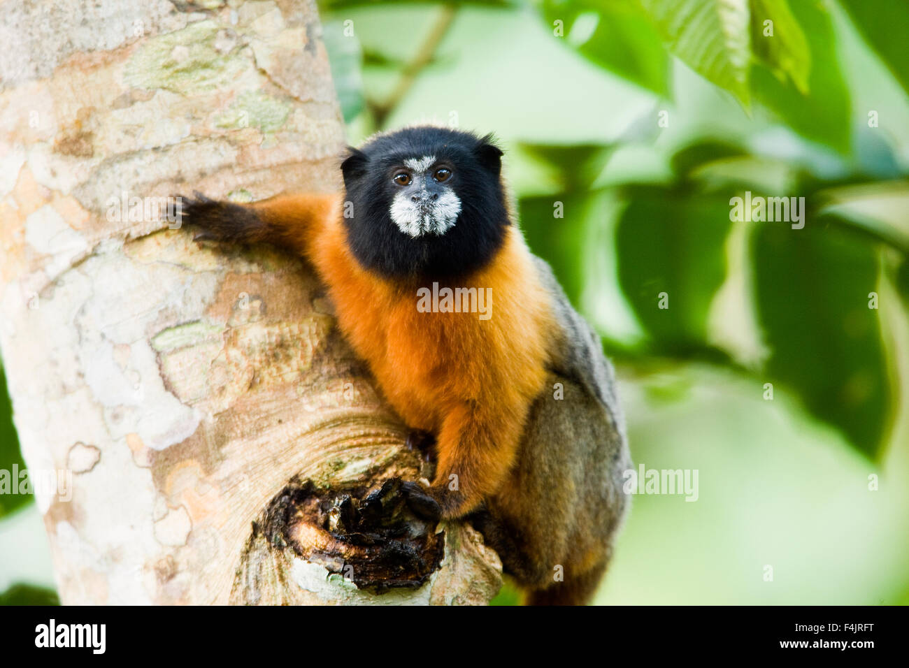 vor Amerika schwarz braune Farbe Bild neugierig Tag Ecuador Gesicht Fell Laub horizontale Abbildung Dschungel Blick Säugetiere Stockfoto