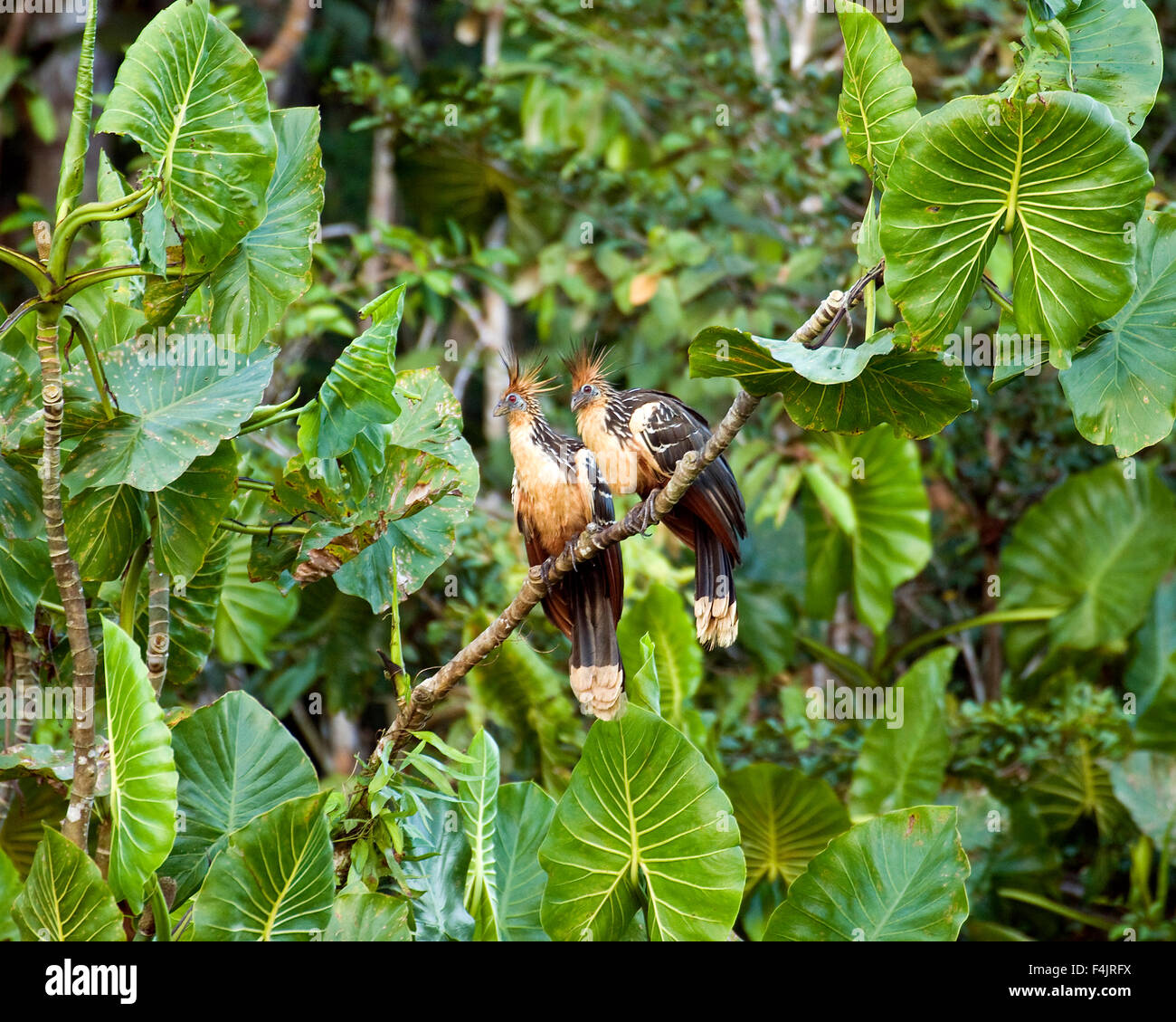 Amerika Archaeopteryx Riesenvogel Zweig Farbe Bild Tag dicht Ecuador grüne Laub Hoatzin horizontale Dschungel Blatt nicht Stockfoto