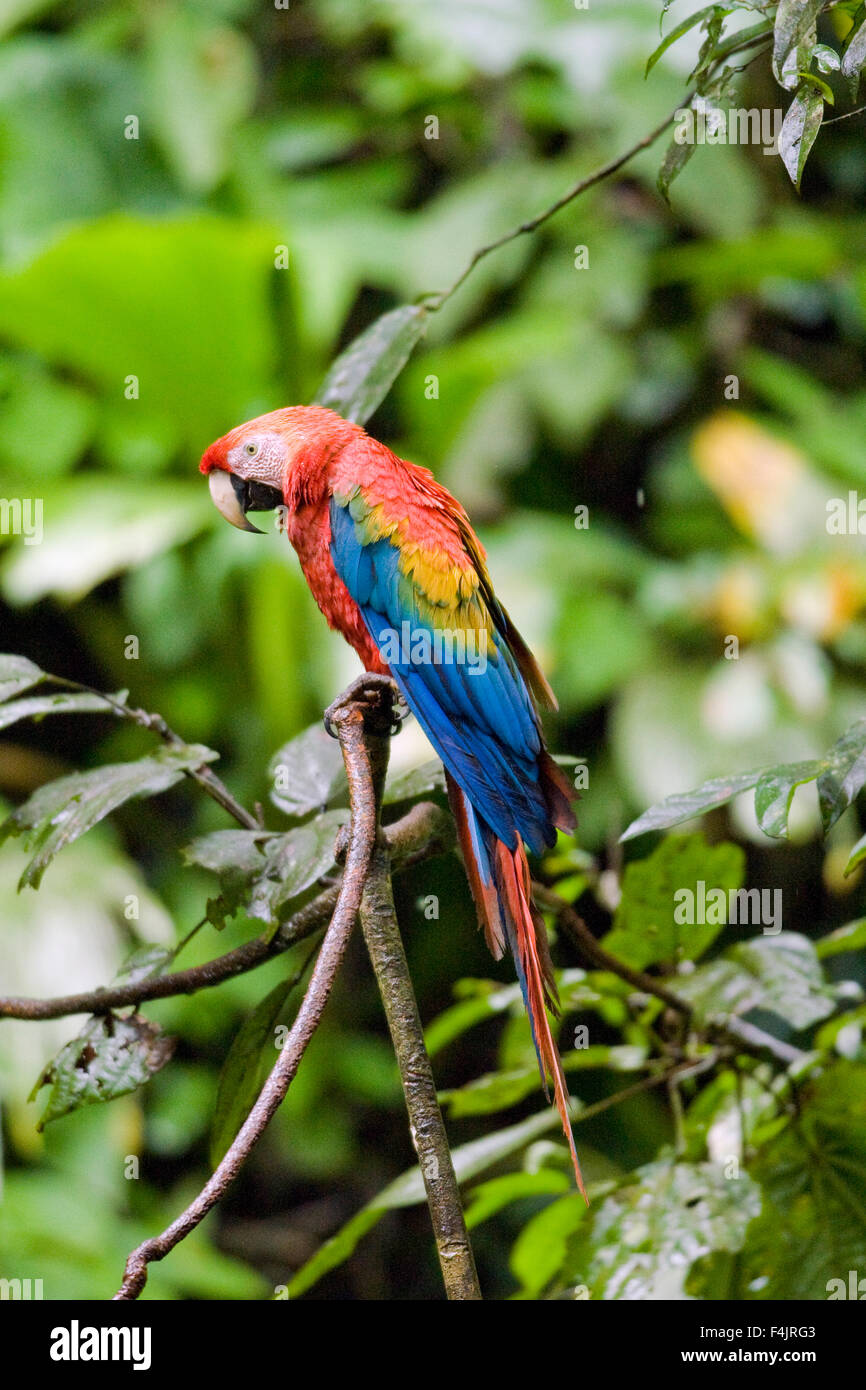Amerika großer Vogel Blau Zweig Farbe Bild Tag dicht Ecuador grüne Laub horizontale Dschungel Multi farbige keine Menschen Stockfoto