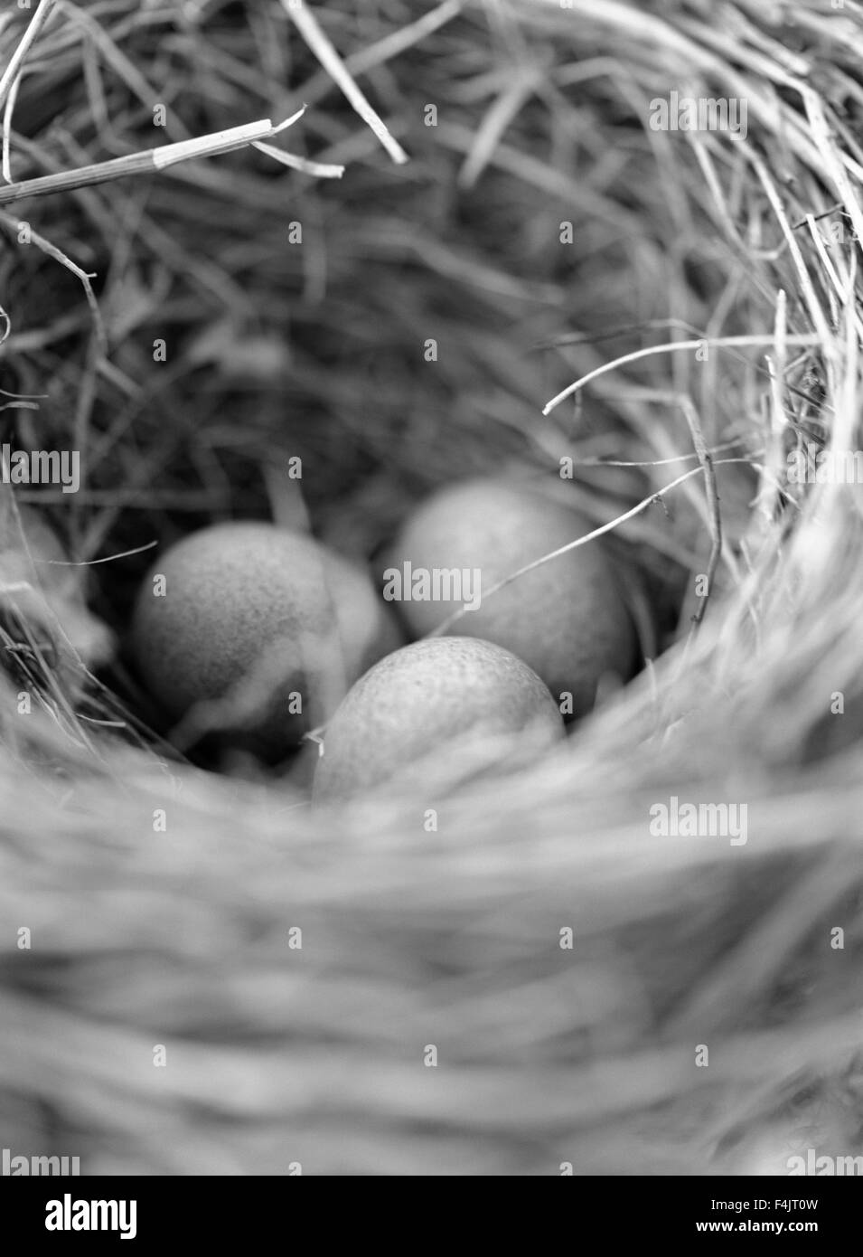 Nahaufnahme von Vogelnest mit Eiern Stockfoto