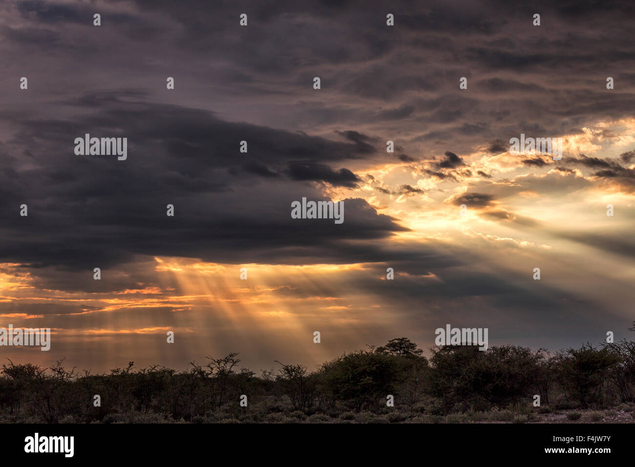 Sonnenuntergang mit Gott Strahlen, Etosha Nationalpark, Namibia, Afrika Stockfoto