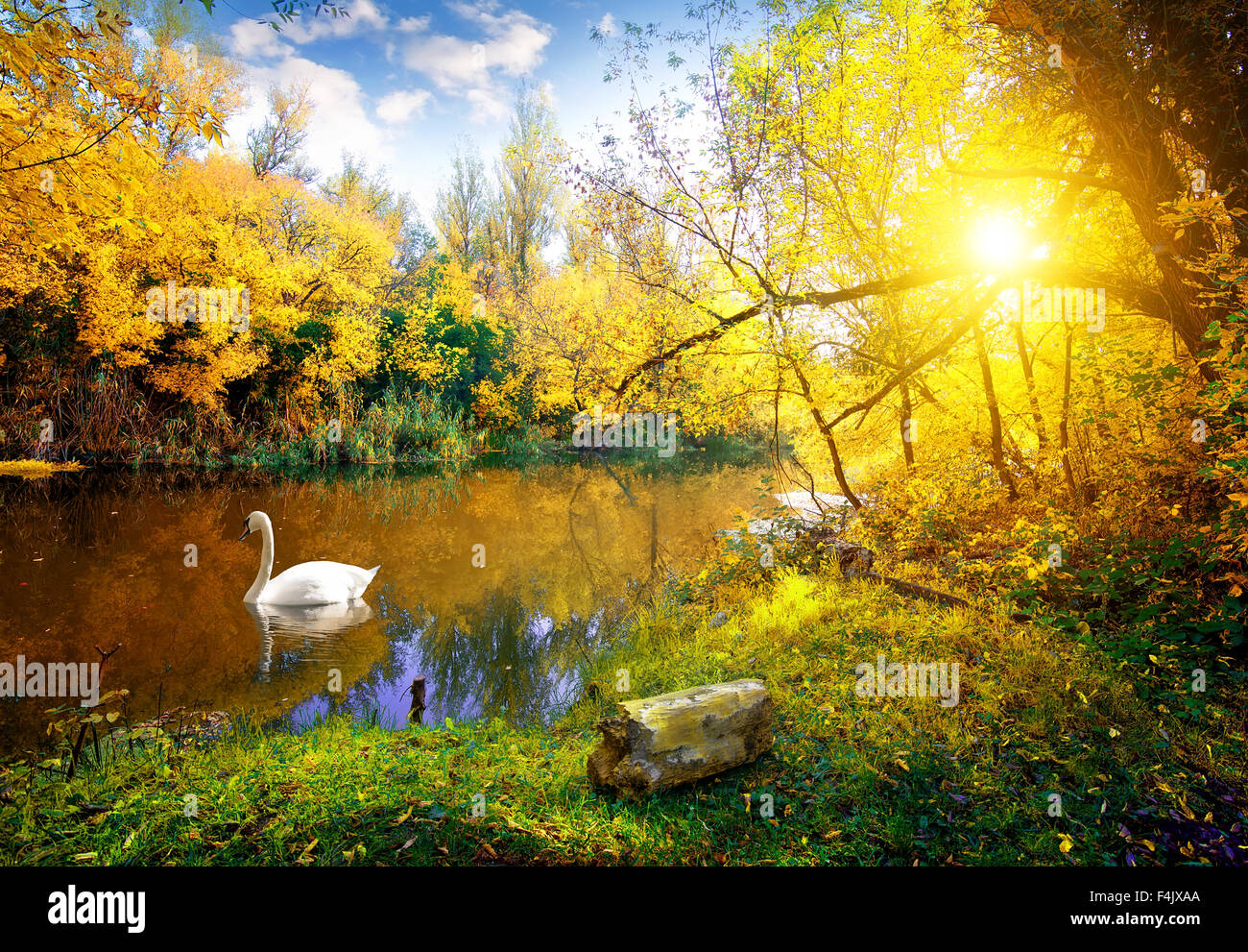 Weißer Schwan auf See im herbstlichen Wald Stockfoto