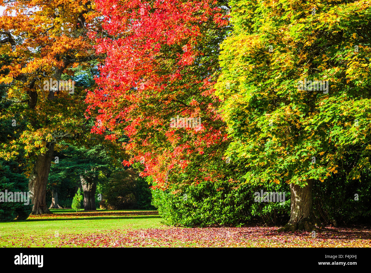Herbstliche Bäume in den Parkanlagen des Anwesens Bowood in Wiltshire. Stockfoto