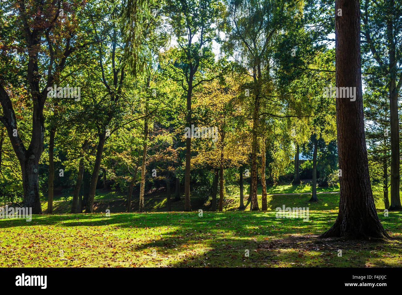 Herbstliche Bäume in den Parkanlagen des Anwesens Bowood in Wiltshire. Stockfoto