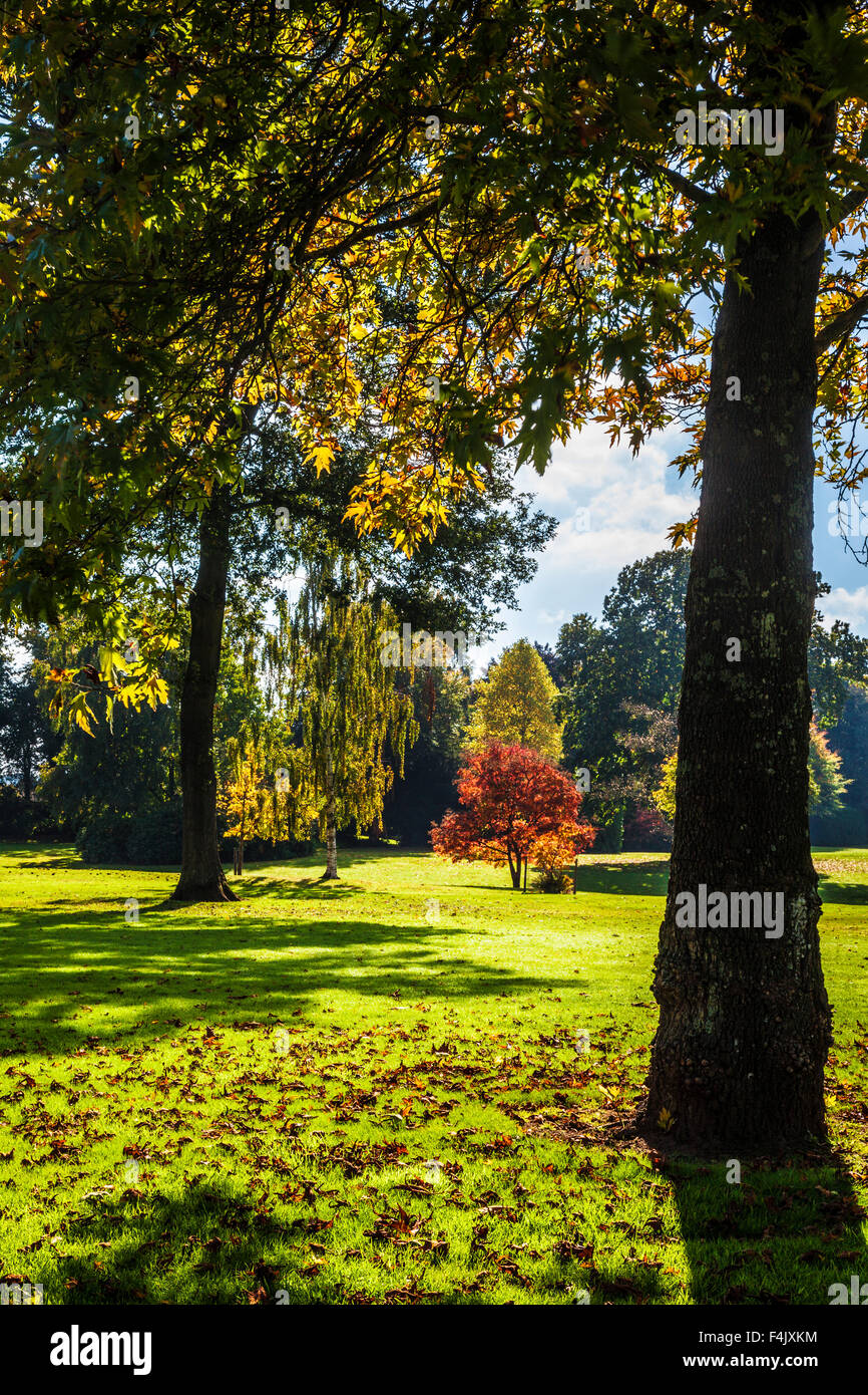Herbstliche Bäume in den Parkanlagen des Anwesens Bowood in Wiltshire. Stockfoto