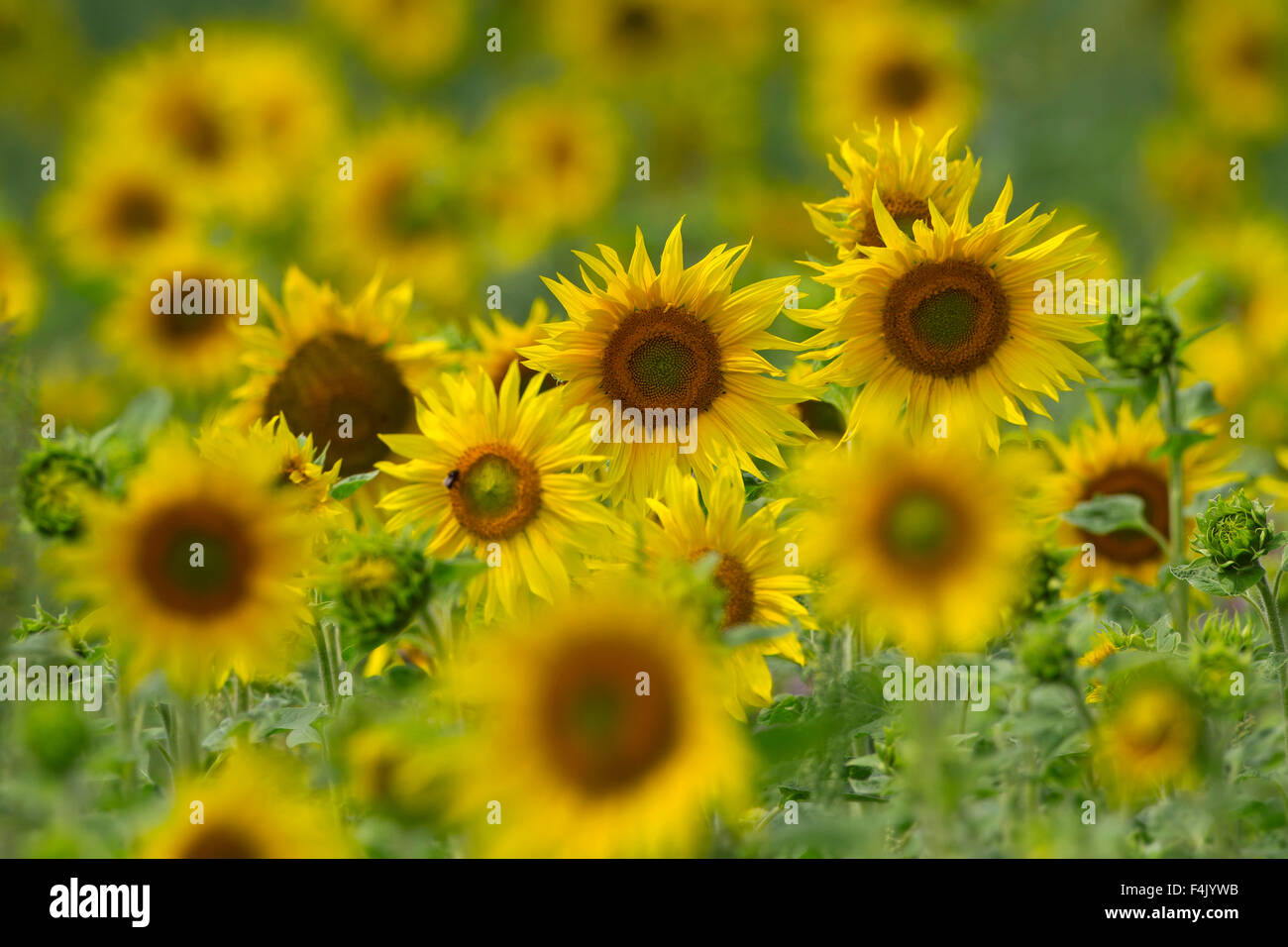 Gemeinsamen Sonnenblumen (Helianthus Annuus) Blüte im Feld Stockfoto