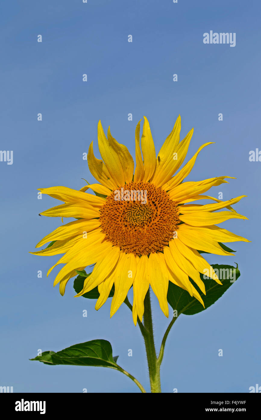 Gewöhnliche Sonnenblume (Helianthus Annuus) Nahaufnahme der Blüte gegen blauen Himmel Stockfoto