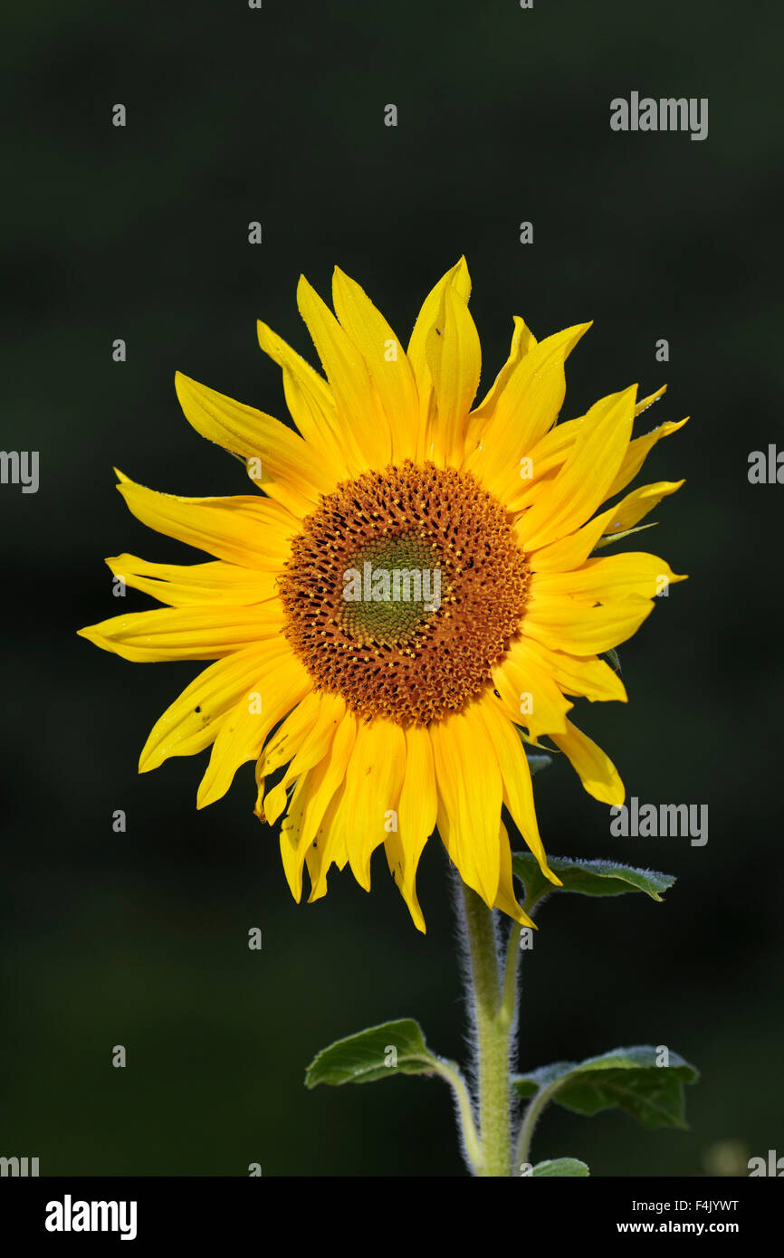 Gewöhnliche Sonnenblume (Helianthus Annuus) Blüte im Feld Stockfoto