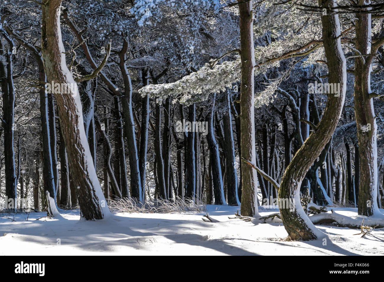 Ein Peak District-Wald in der Nähe von Buxton durch Schnee verwandelt Stockfoto