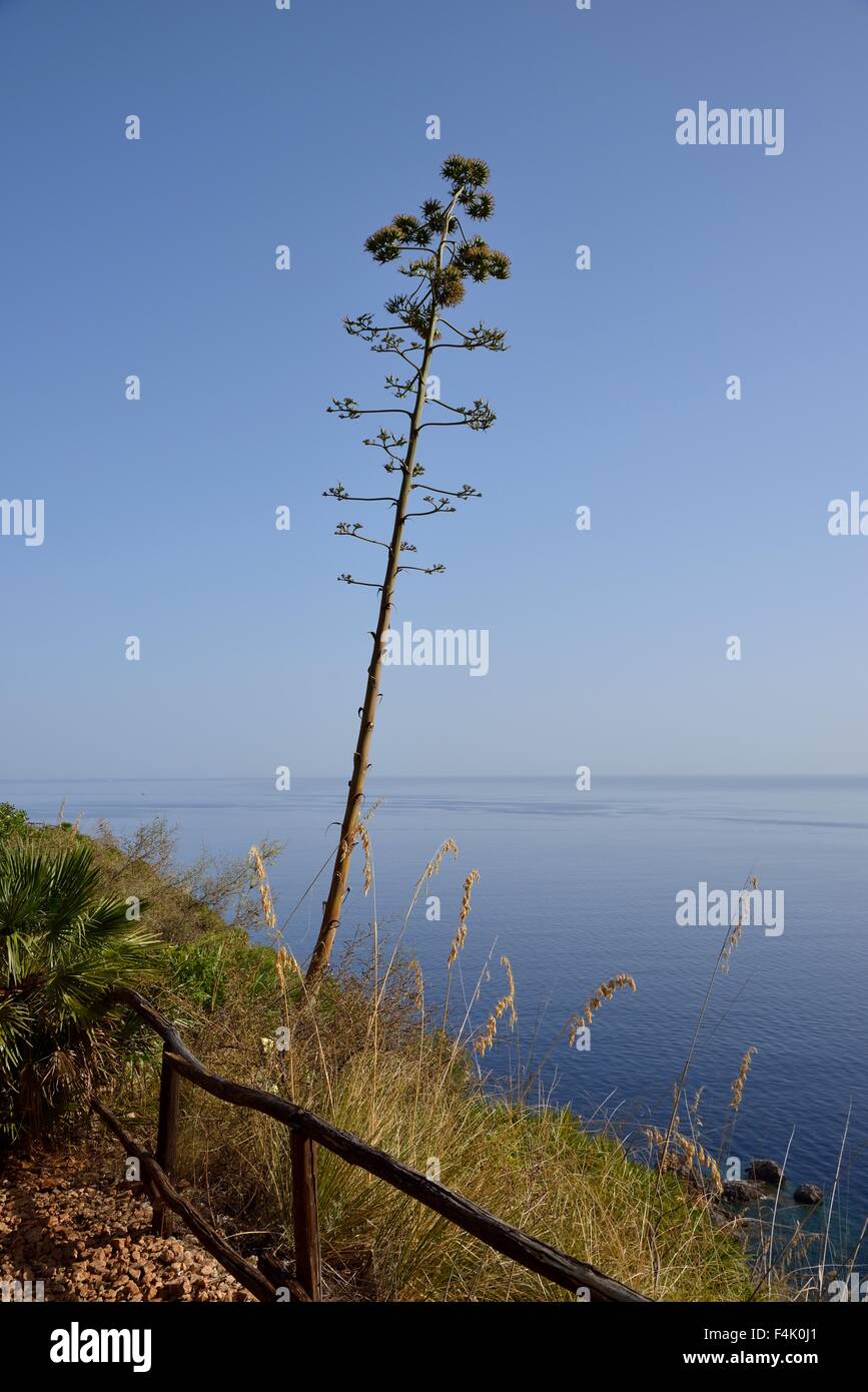 Naturreservat Zingaro, San Vito lo Capo, Provinz Trapani, Sizilien, Italien Stockfoto