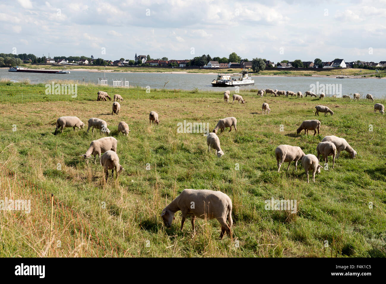 Schafe weiden auf einer Aue am Ufer des Flusses Rhein, Hitdorf, Nordrhein-Westfalen, Deutschland. Stockfoto