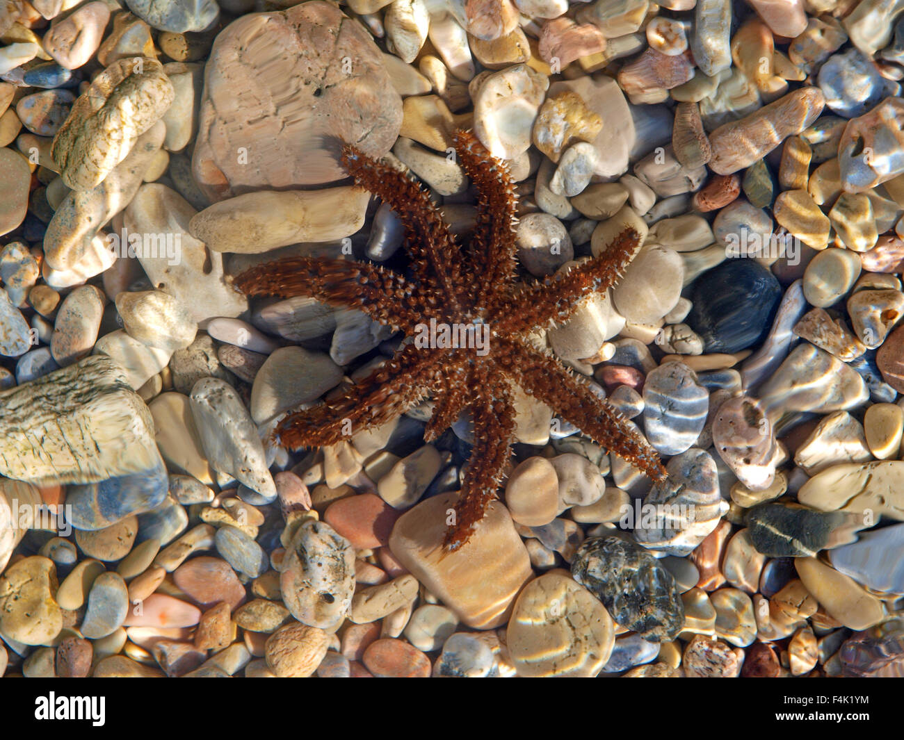 In klaren Flachwasser Seesterne, British Columbia Kanada Stockfoto