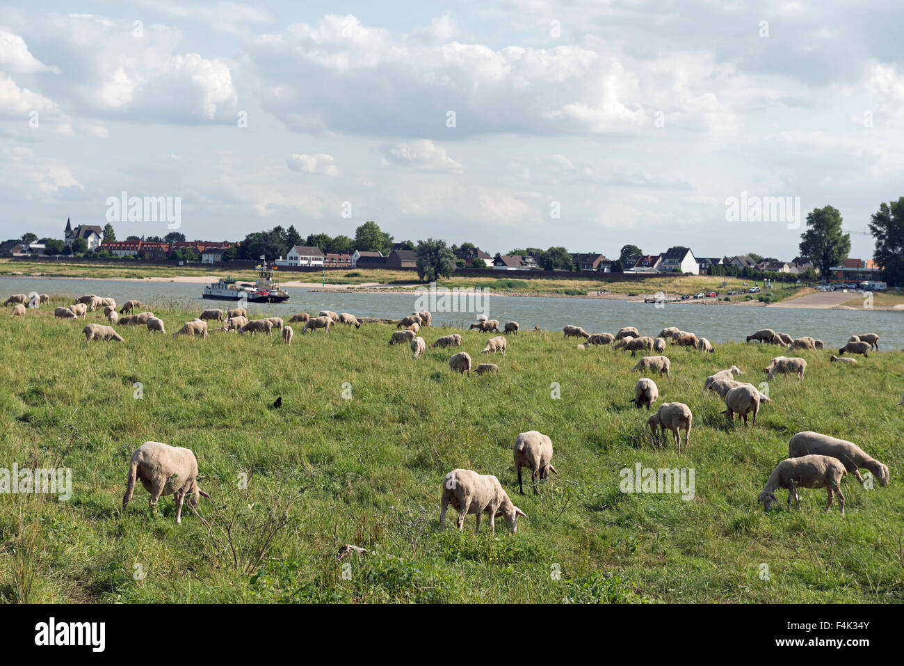 Schafe weiden auf einer Aue am Ufer des Flusses Rhein, Hitdorf, Nordrhein-Westfalen, Deutschland. Stockfoto