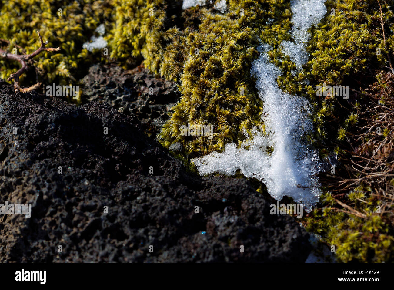 Nahaufnahme des fragilen Isländisch Moos im Frühjahr Stockfoto