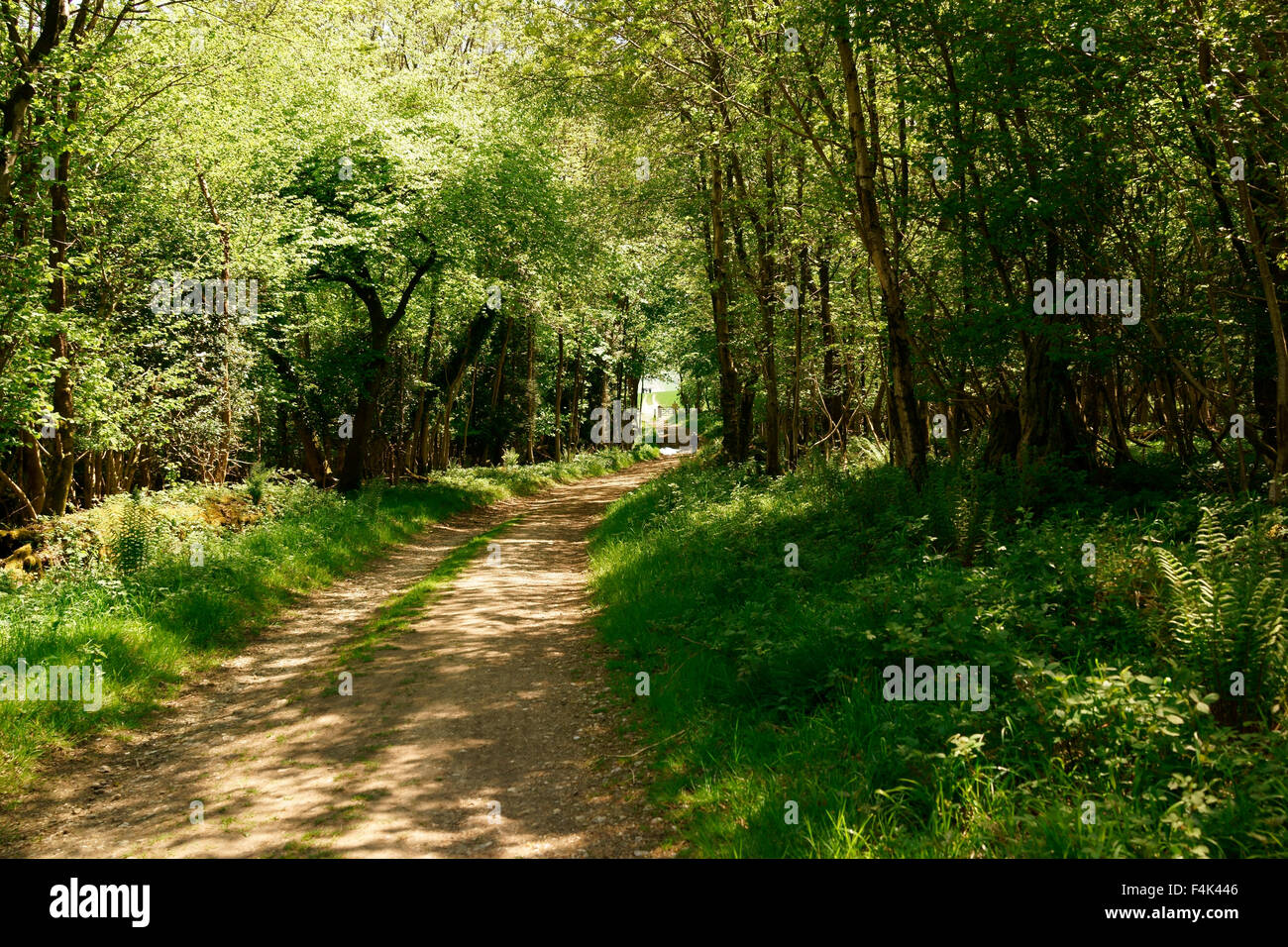 Der South Downs Way in der Nähe von Ducton in Sussex an der Grenze zu Hampshire Stockfoto