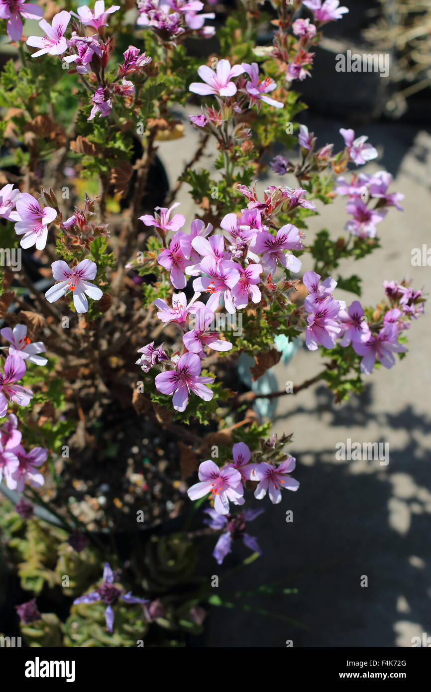 Pelargonium Citrosum oder bekannt als Mosquito Repellant Pflanze oder Citronella Pflanze Stockfoto