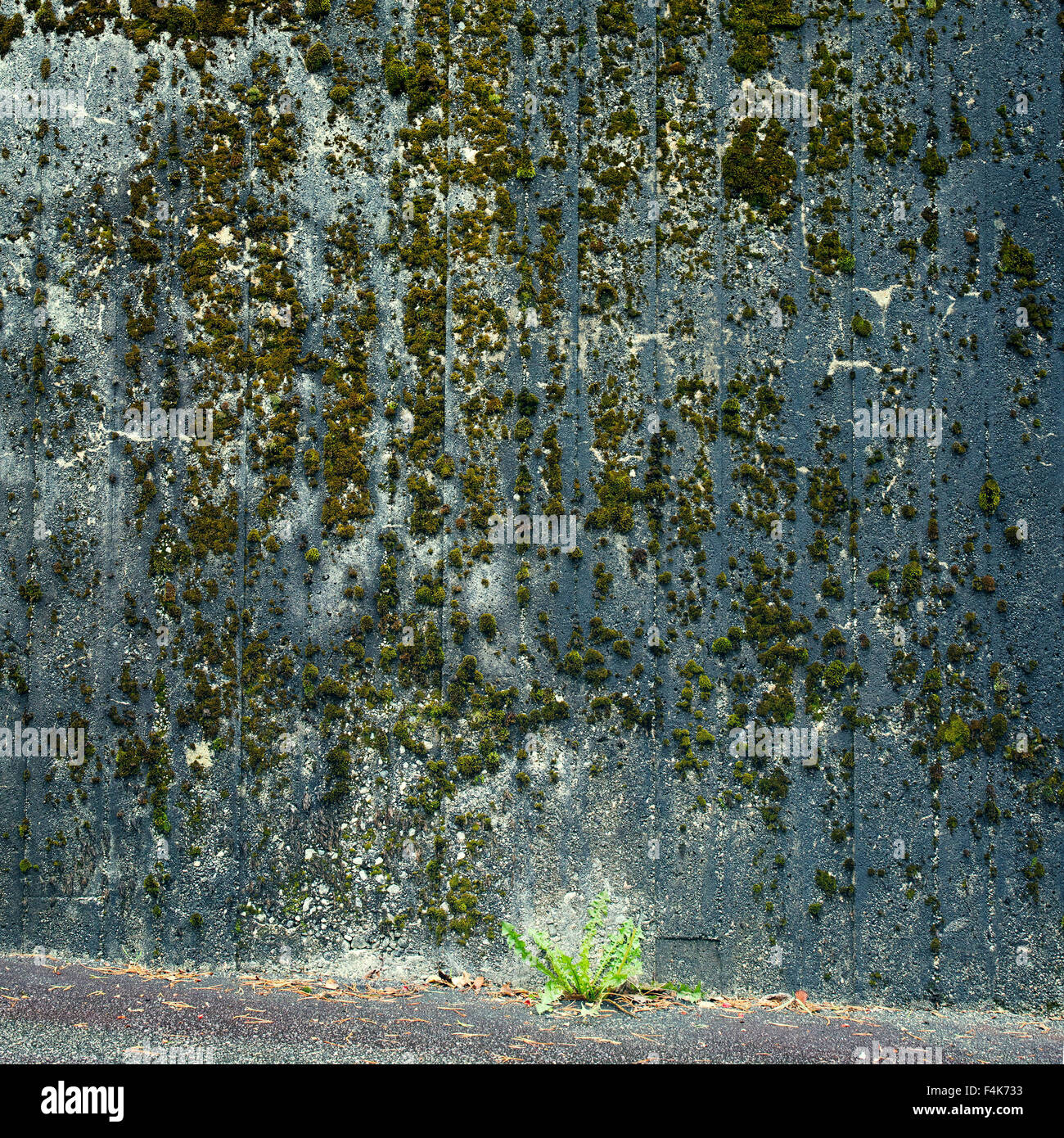 Grünes Moos auf alten Mauer Stockfoto