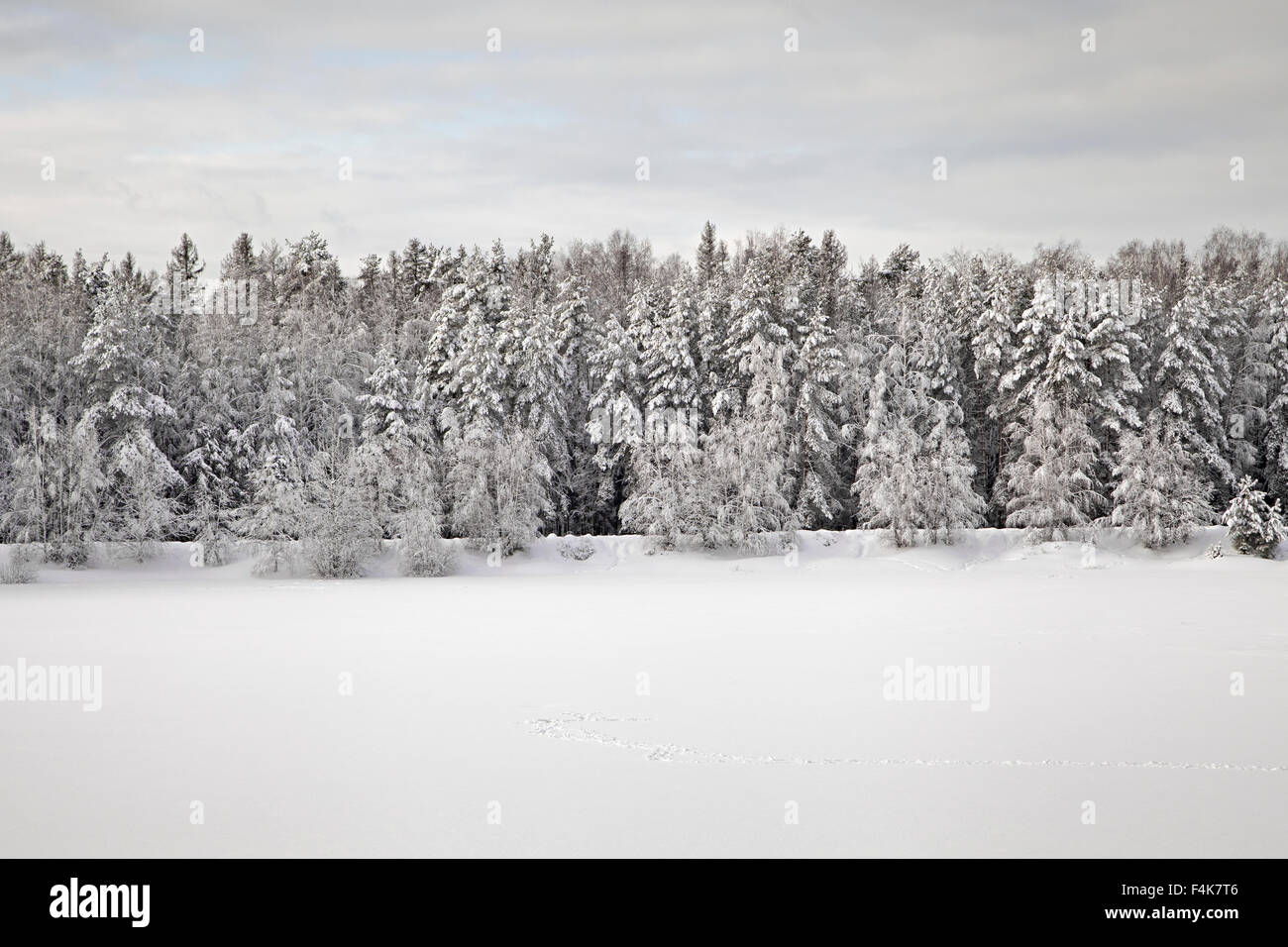 Bäume in einem Wald bedeckt mit dicken Schnee im winter Stockfoto