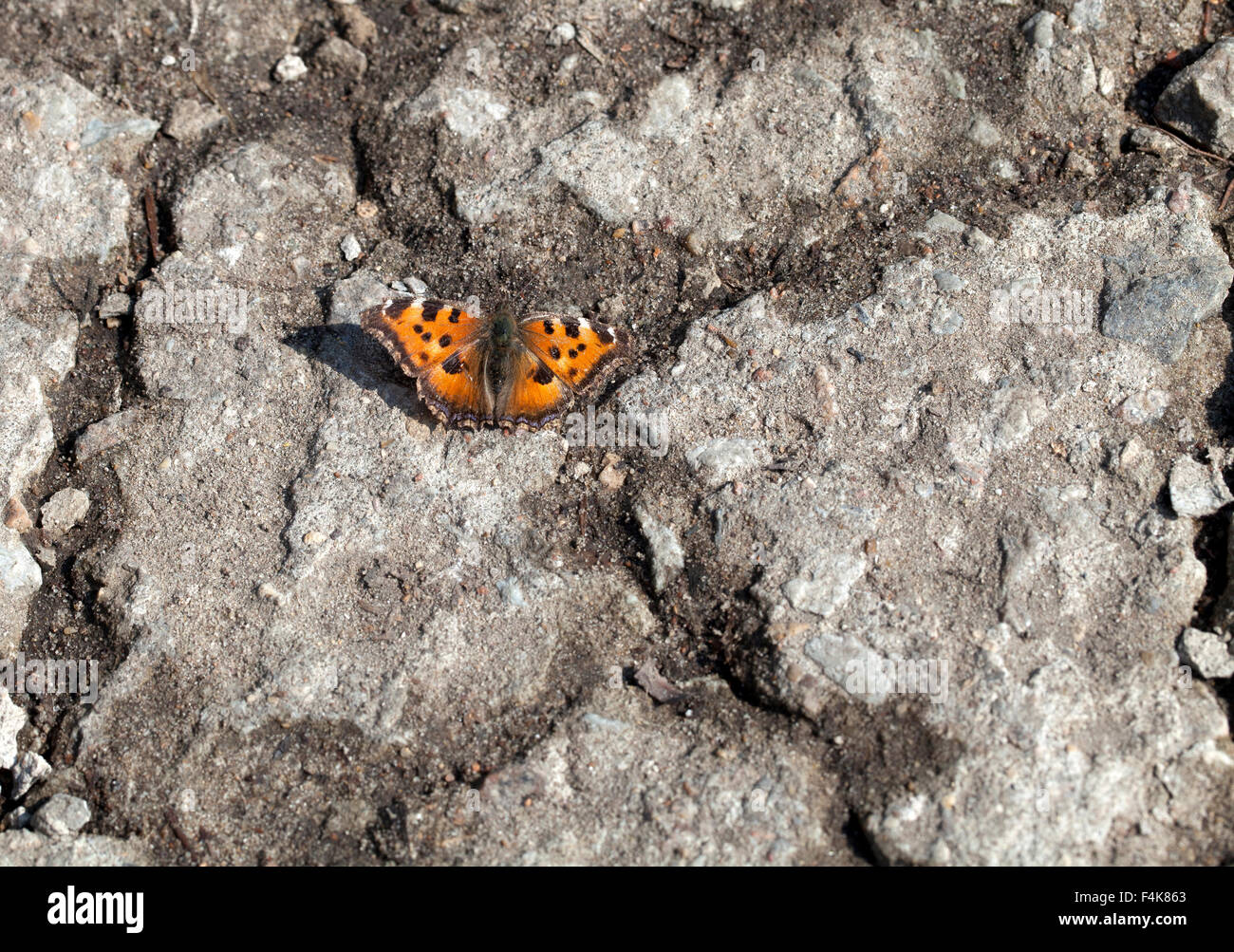 Vanessa Atalanta Schmetterling auf Asphalt im Frühjahr Stockfoto