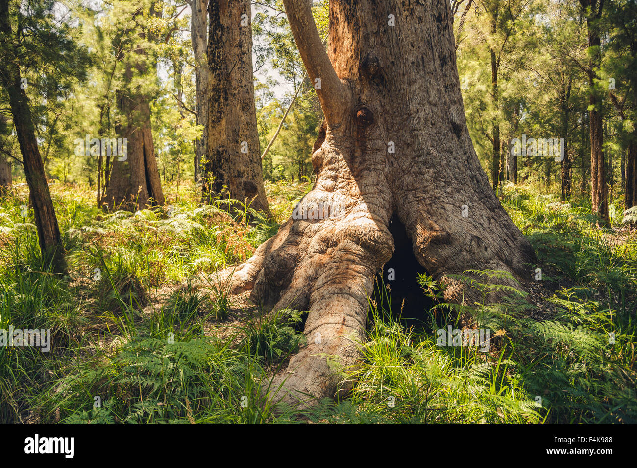 Hohlen Baum mit kleinen Noppen im Wald aus dem Tal der Giganten Stockfotografie Alamy
