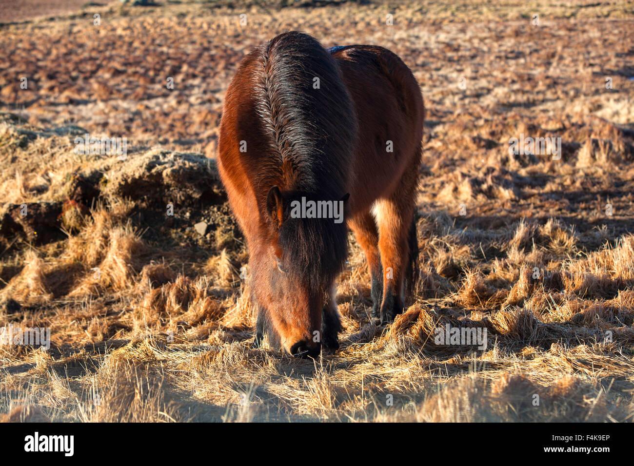 Isländische braun Pferd auf einer Wiese im Frühling Stockfoto