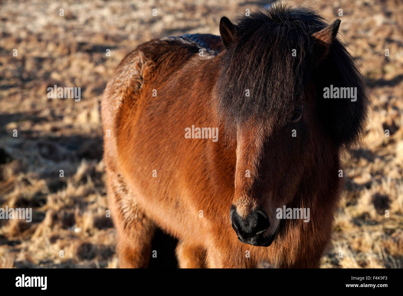 Isländische Brown pony auf einer Wiese in Island Stockfoto