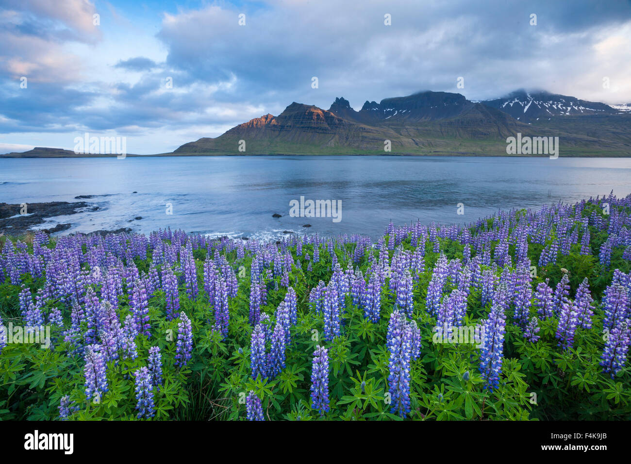 Blaue Alaskan Lupinen (Lupinus Nootkatensis) über Stodvarfjordur Fjord, Austurland, Island. Stockfoto