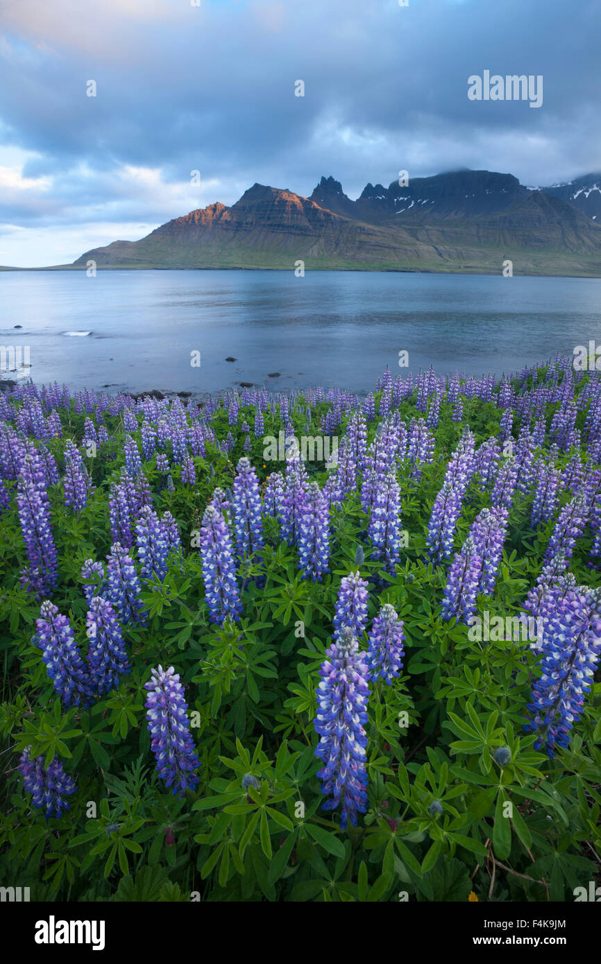 Blaue Alaskan Lupinen (Lupinus Nootkatensis) über Stodvarfjordur Fjord, Austurland, Island. Stockfoto